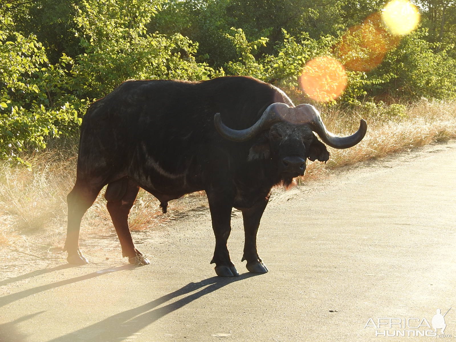 Buffalo South Africa