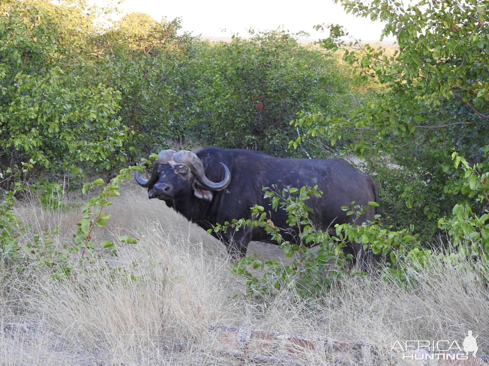 Buffalo South Africa