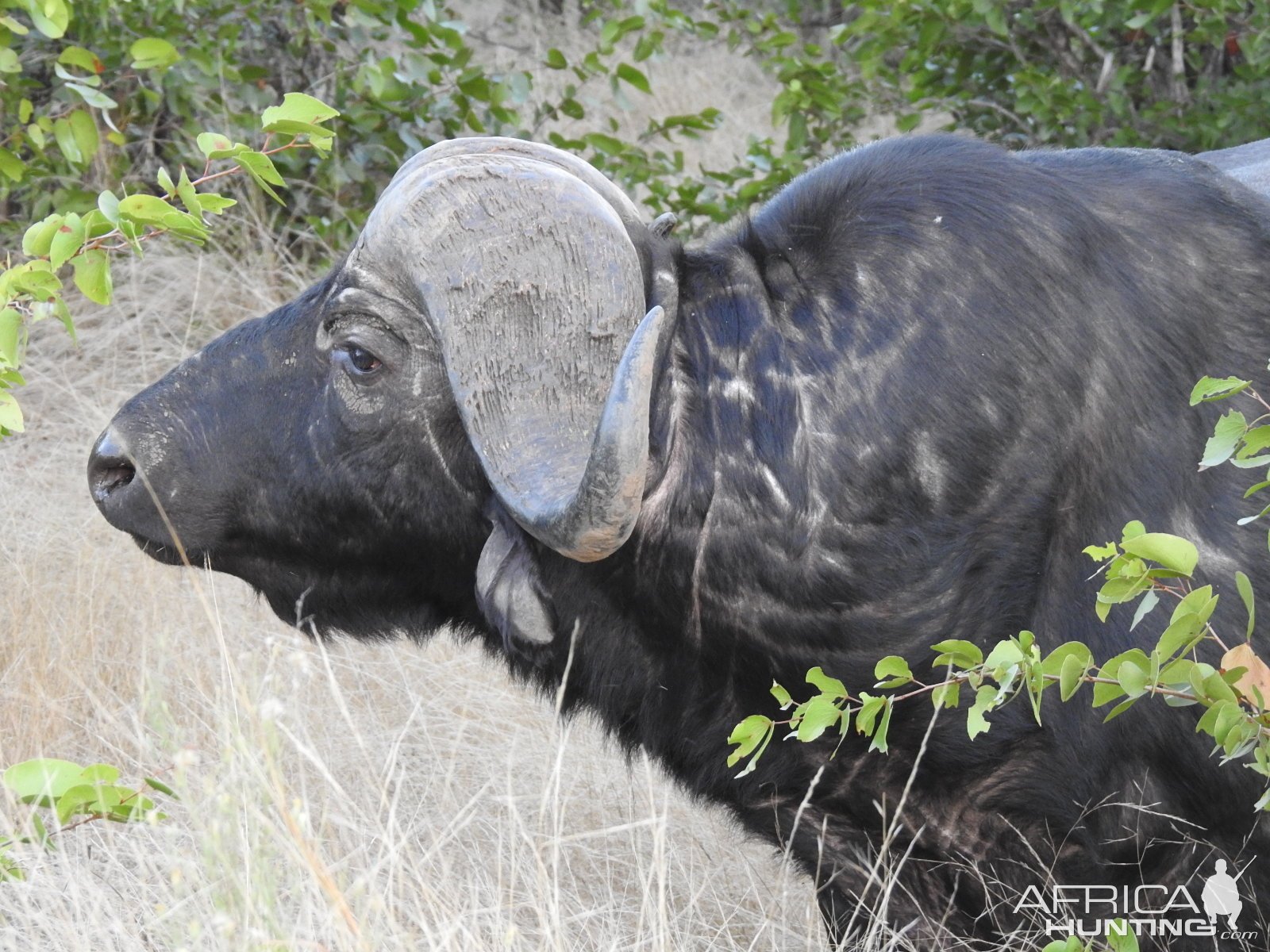 Buffalo South Africa