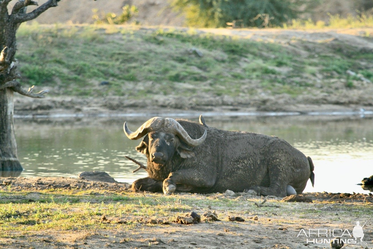 Buffalo South Africa