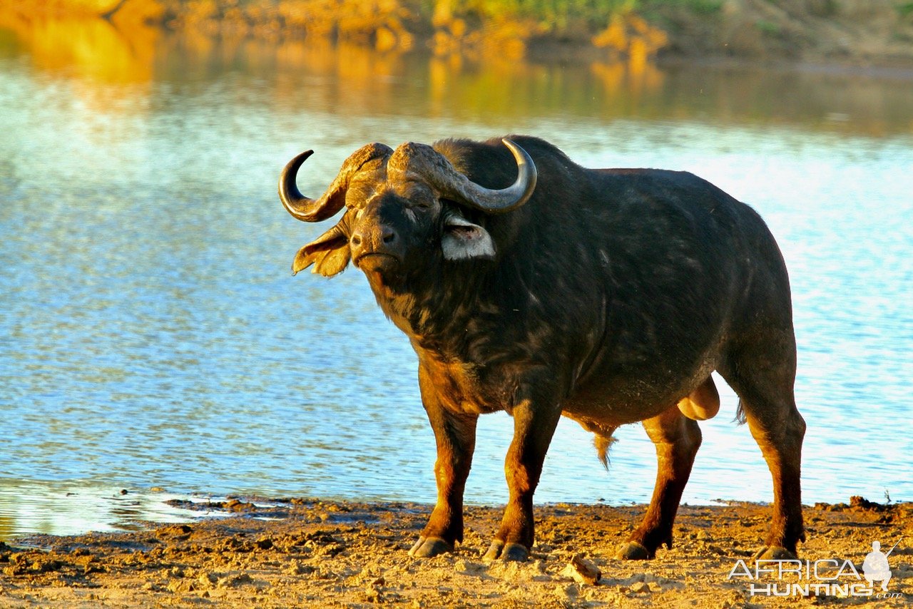 Buffalo South Africa