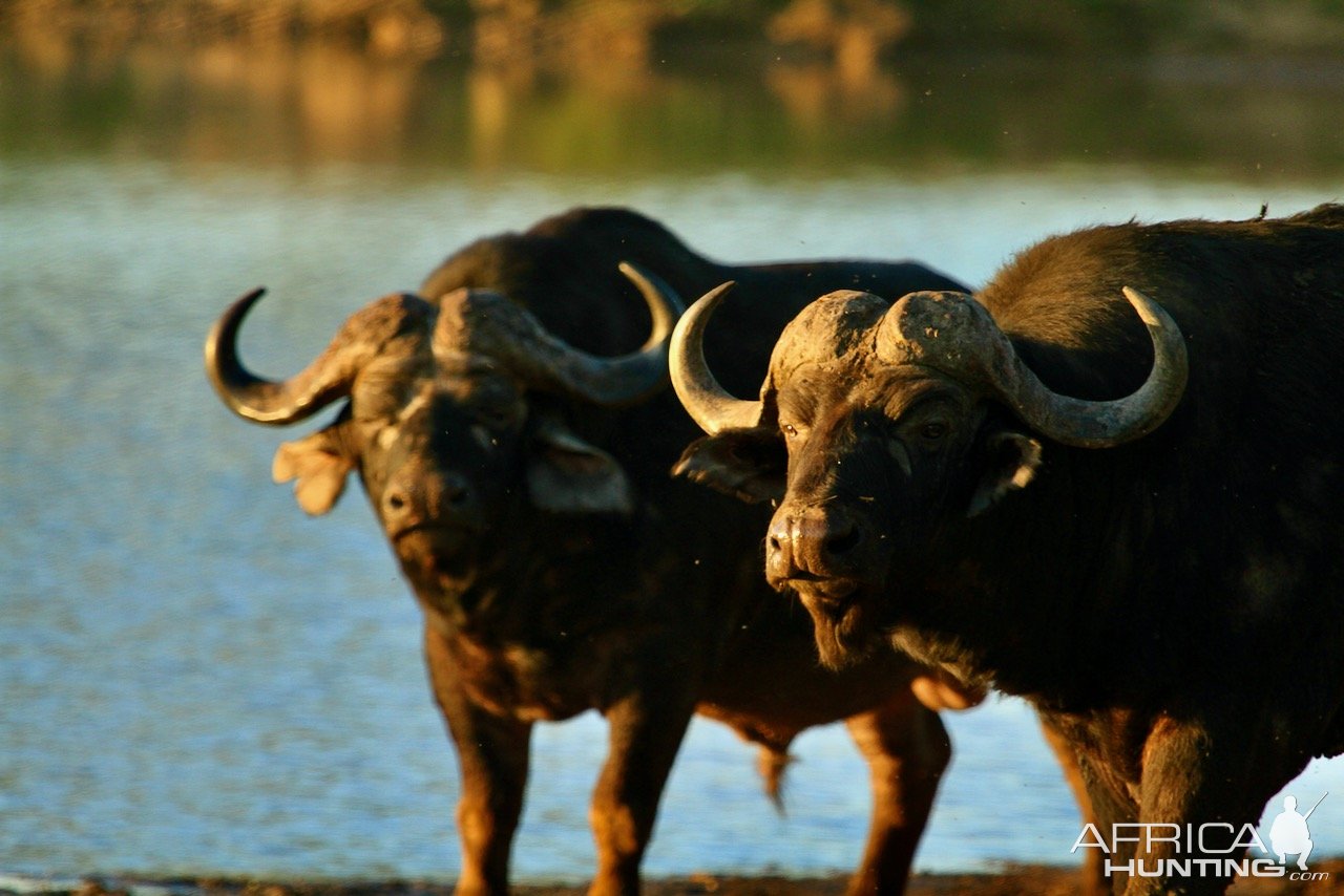 Buffalo South Africa