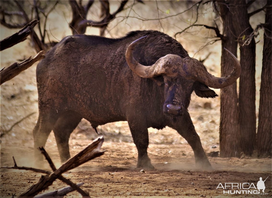 Buffalo South Africa