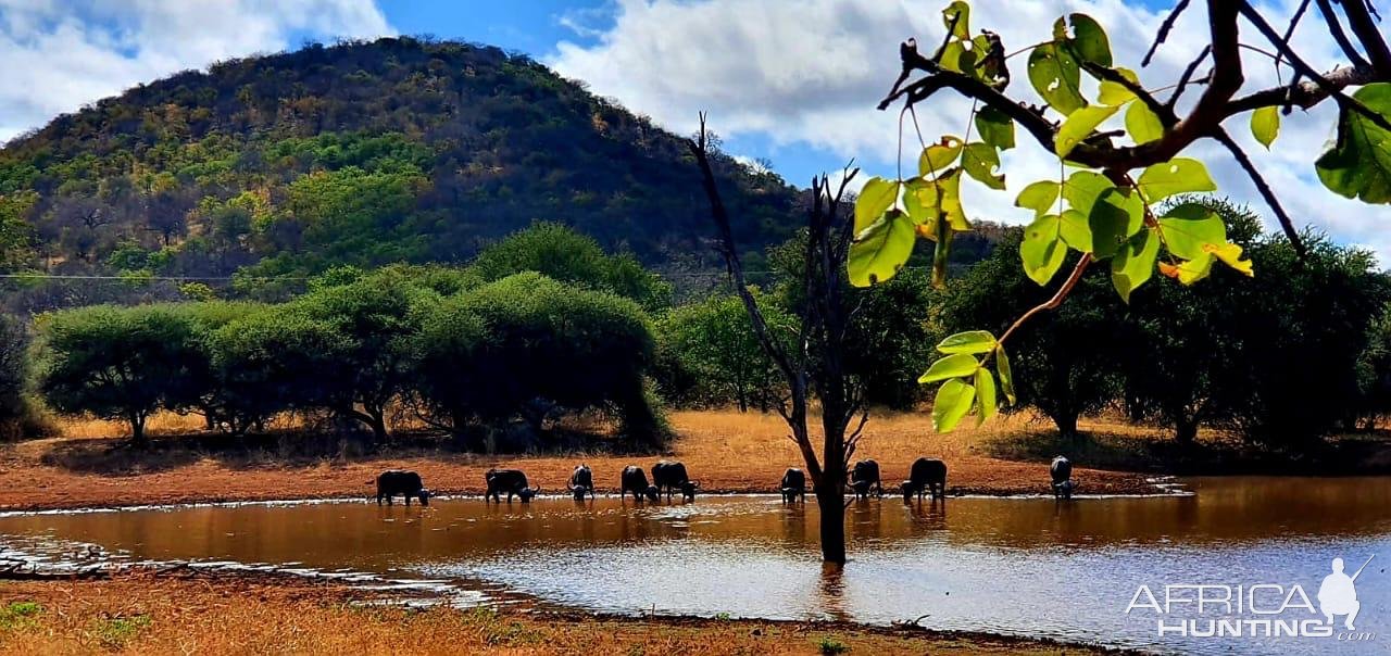 Buffalo South Africa