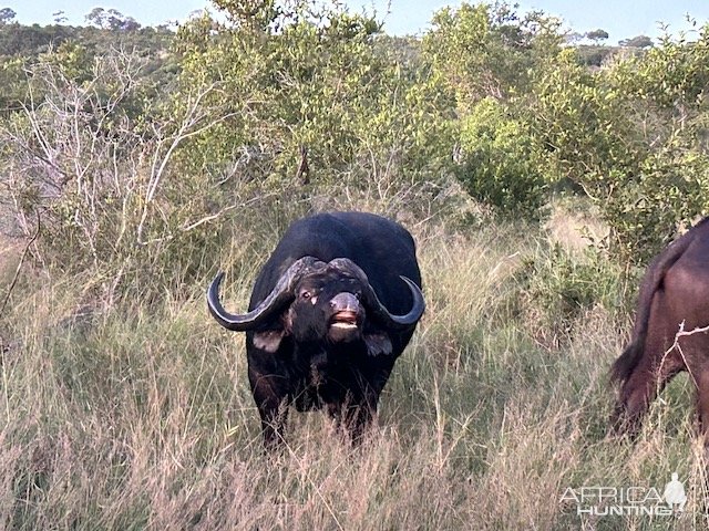 Buffalo South Africa