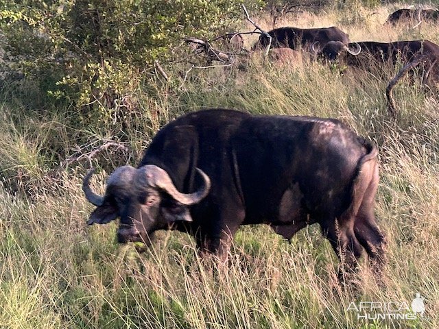 Buffalo South Africa