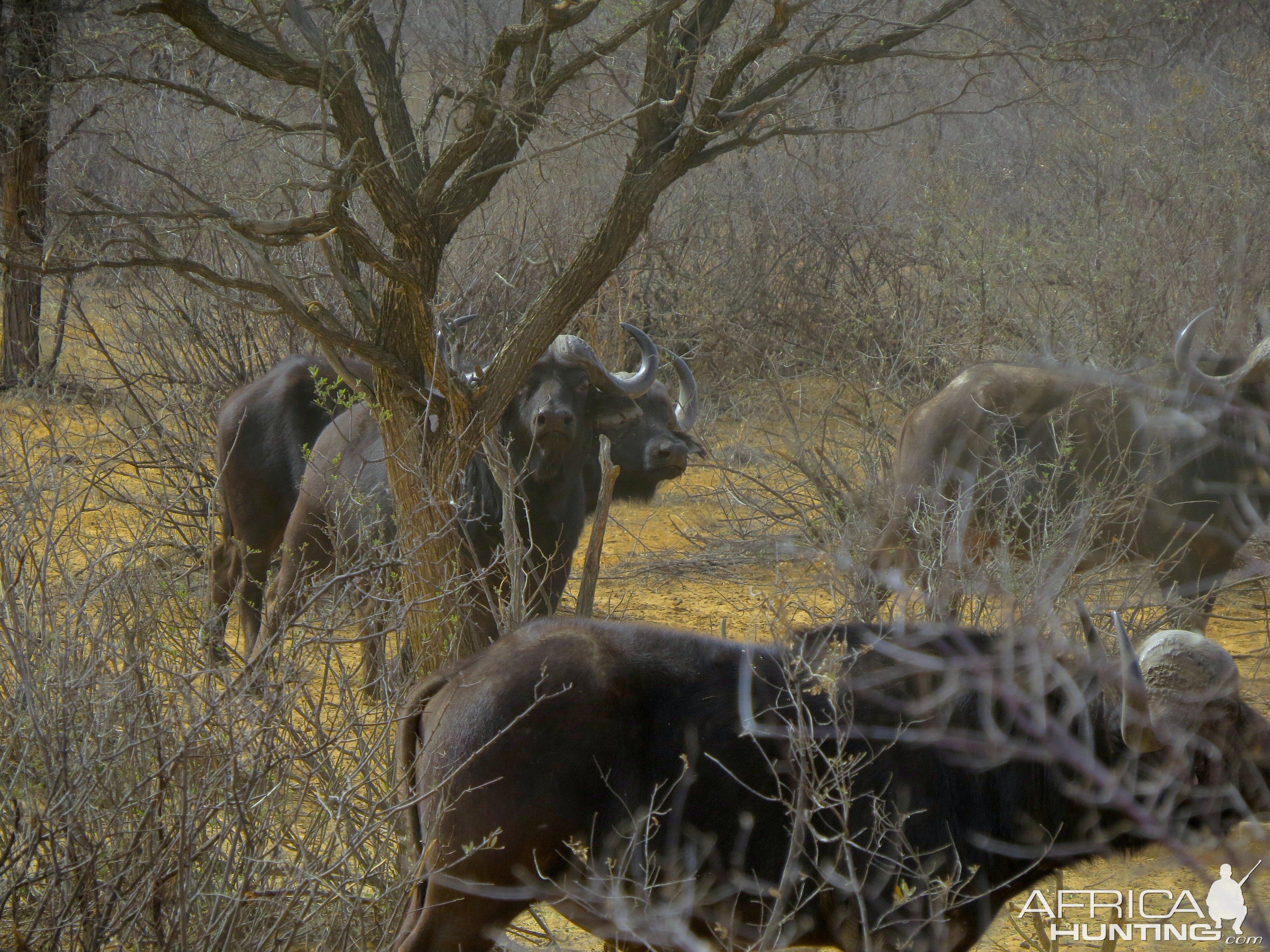 Buffalo South Africa