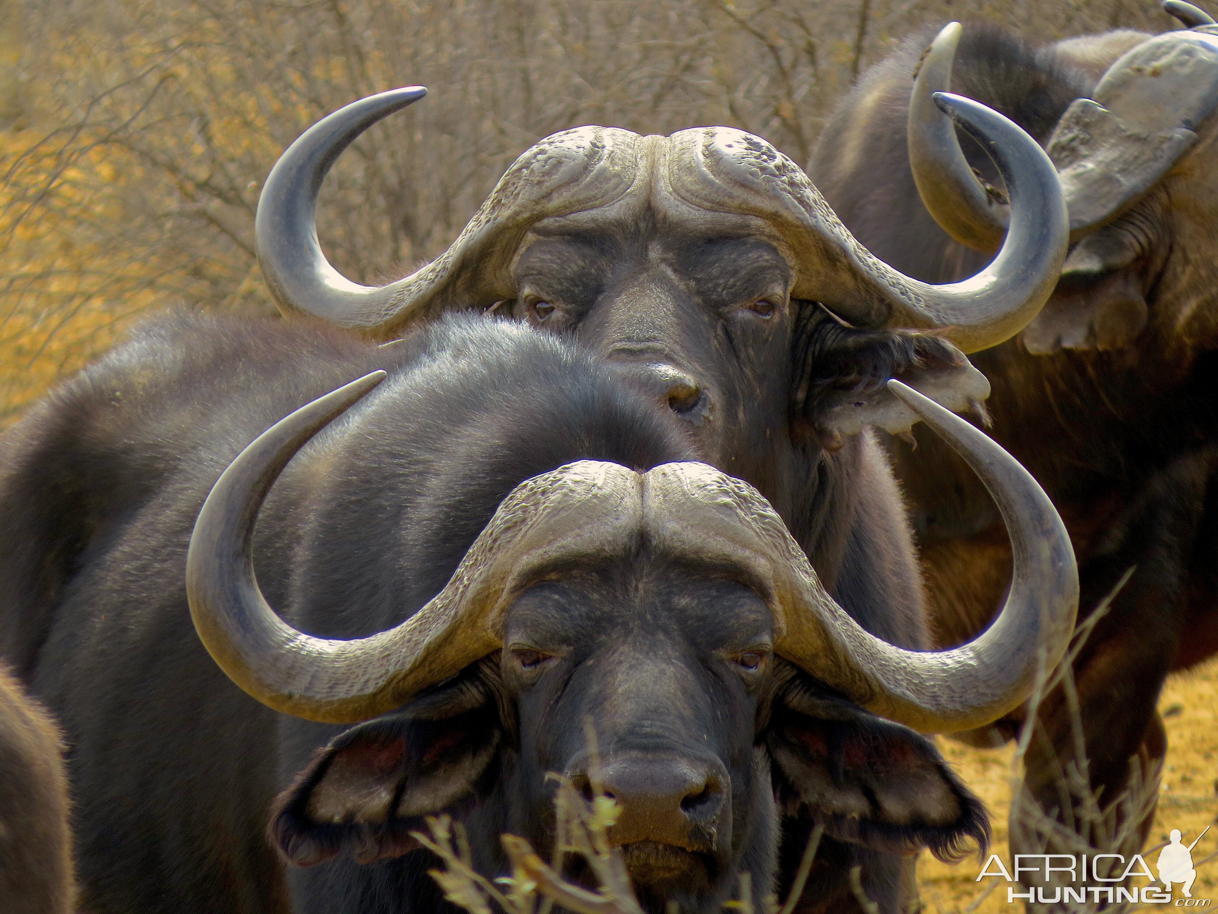 Buffalo South Africa