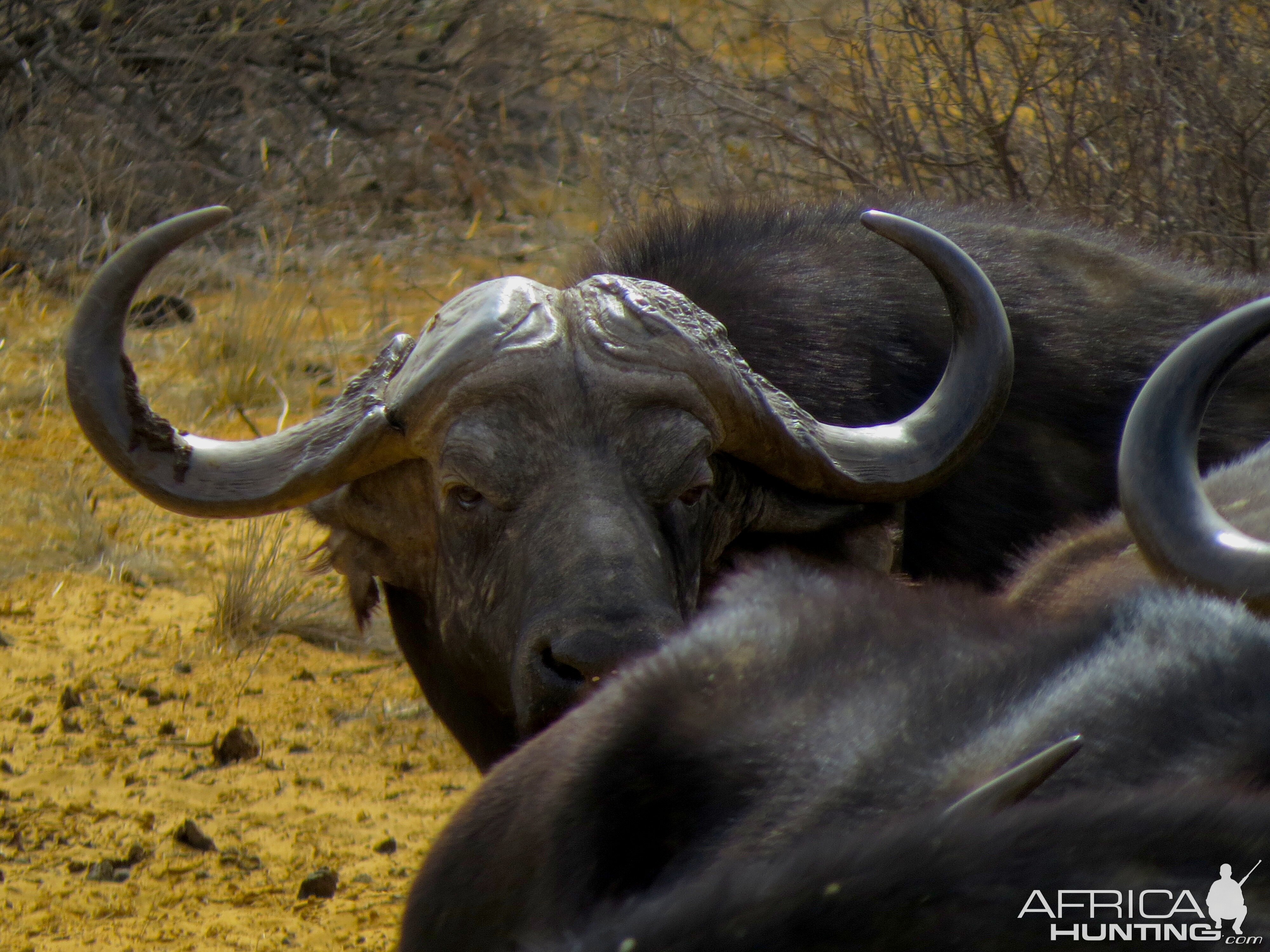 Buffalo South Africa