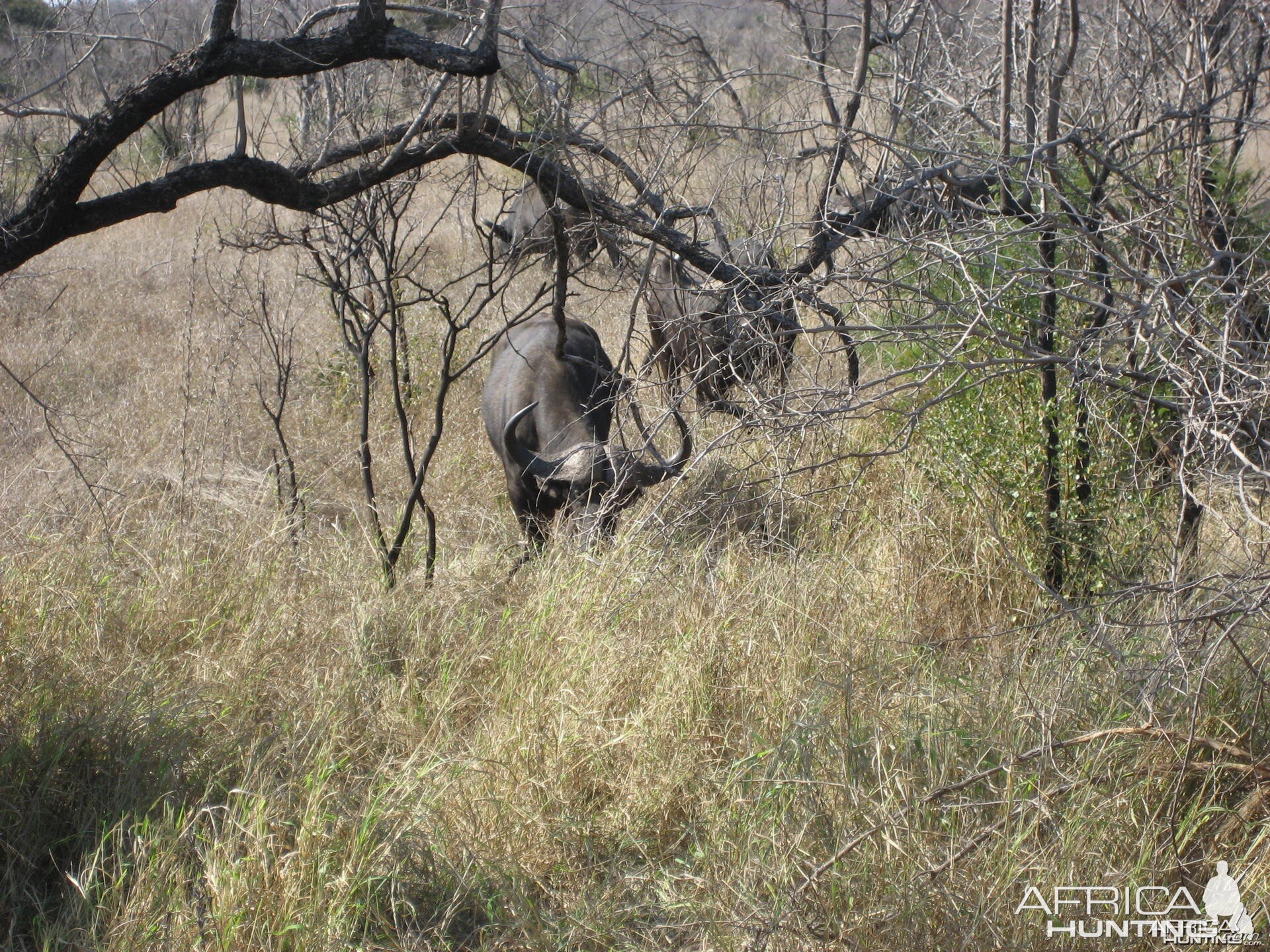 Buffalo South Africa