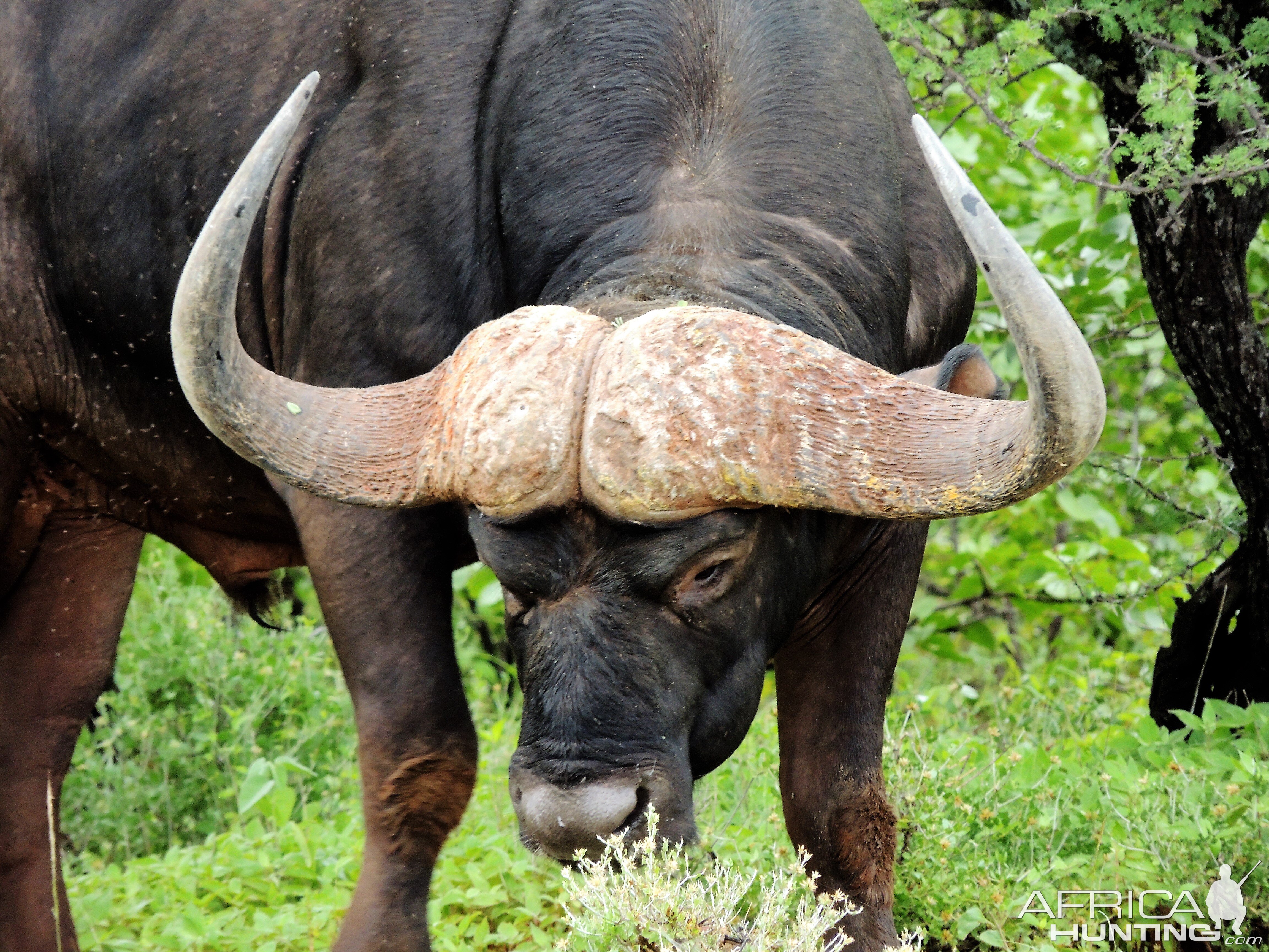 Buffalo South Africa