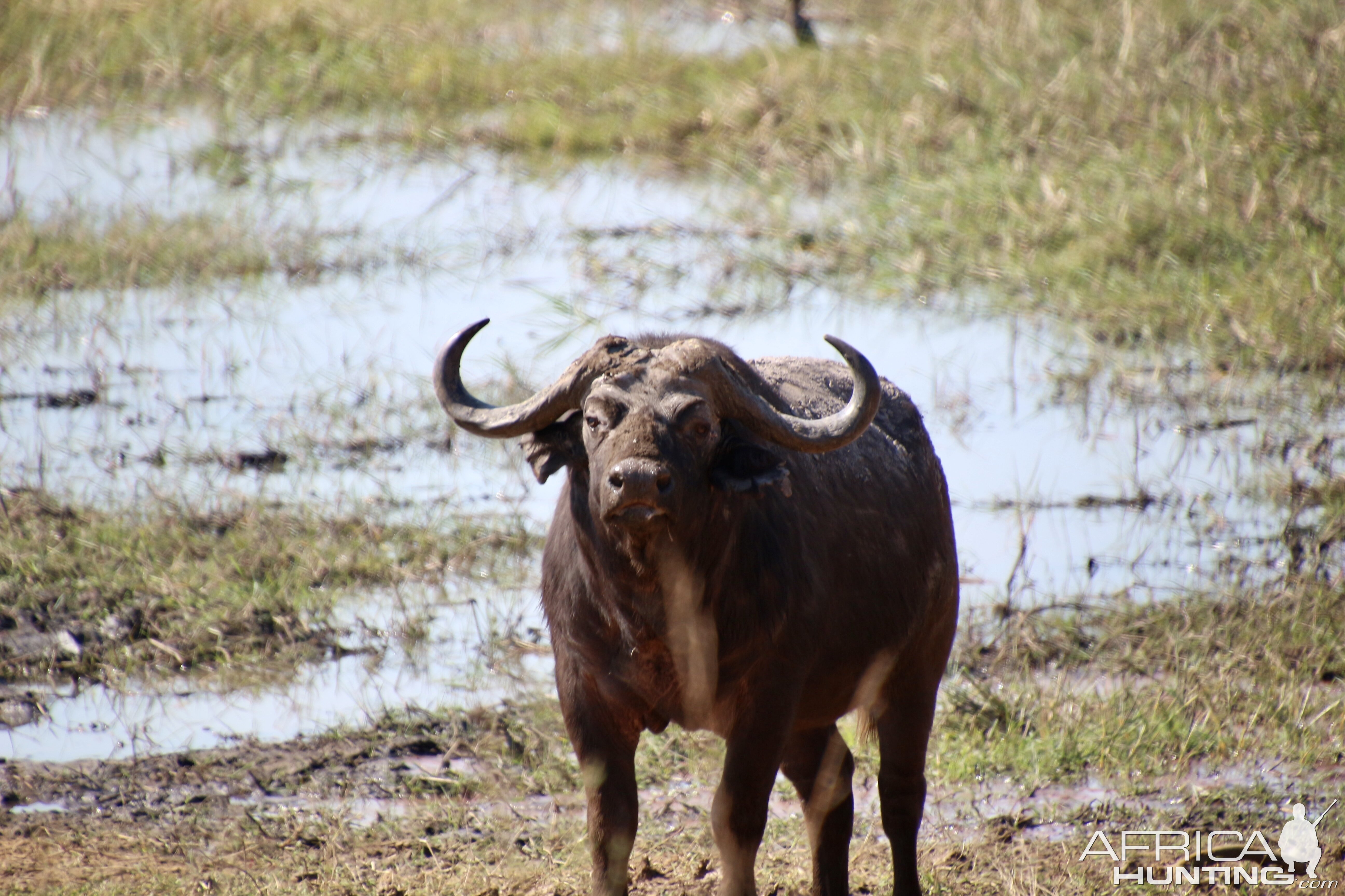 Buffalo Spotted in the Caprivi with Zana Botes Safari