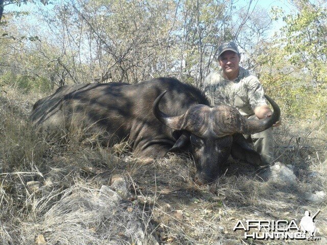 Buffalo taken recently on our Tintshaba concession