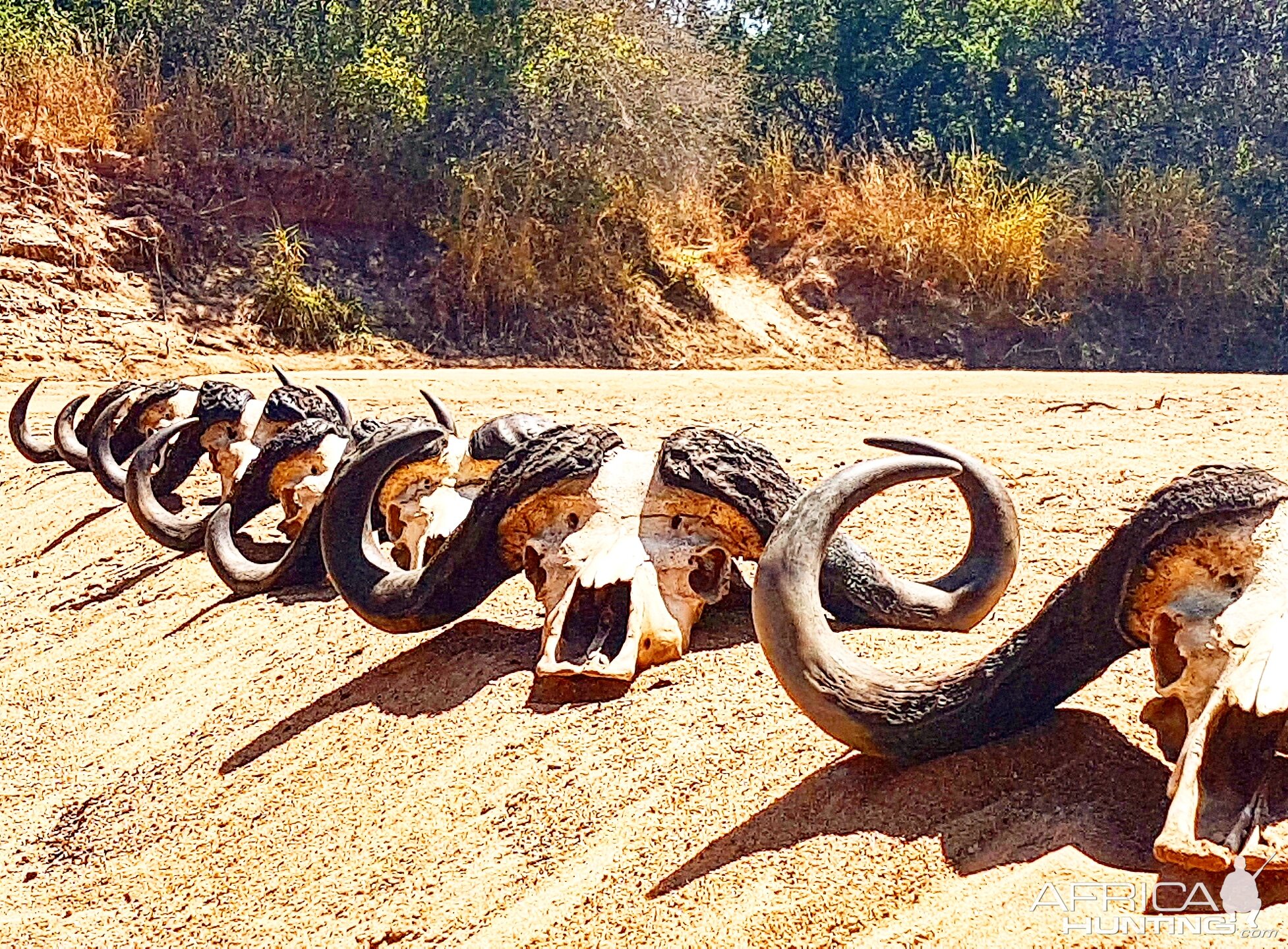 Buffalo - Tanzania - Bullet Safaris