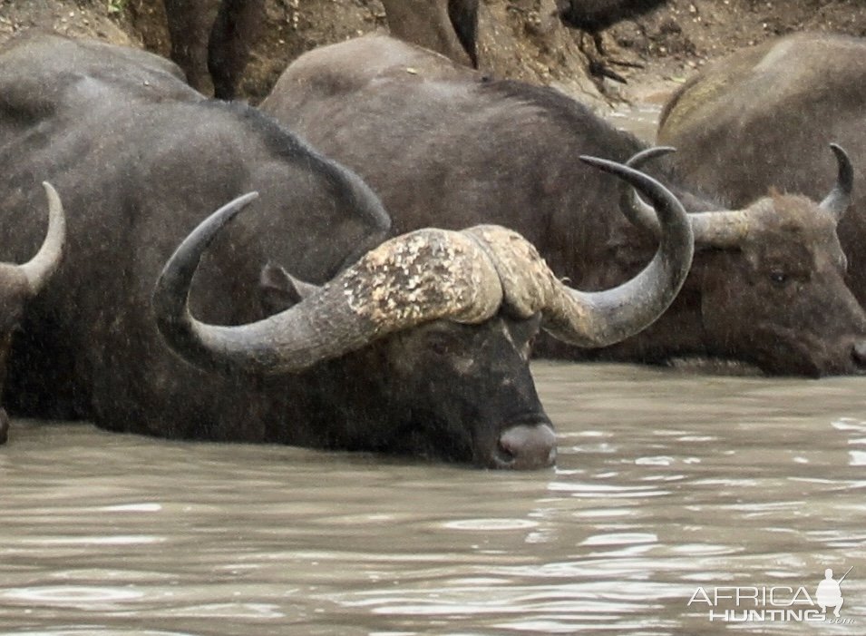 Buffalo Tanzania