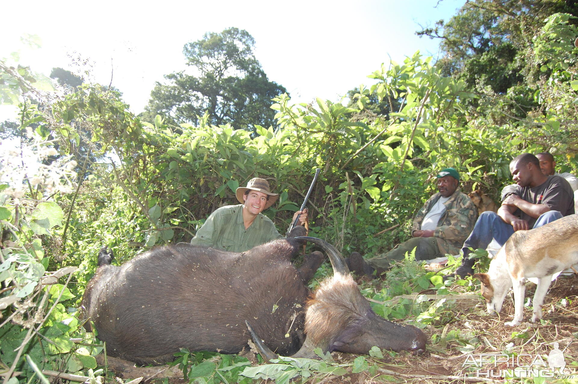 Buffalo Tanzania