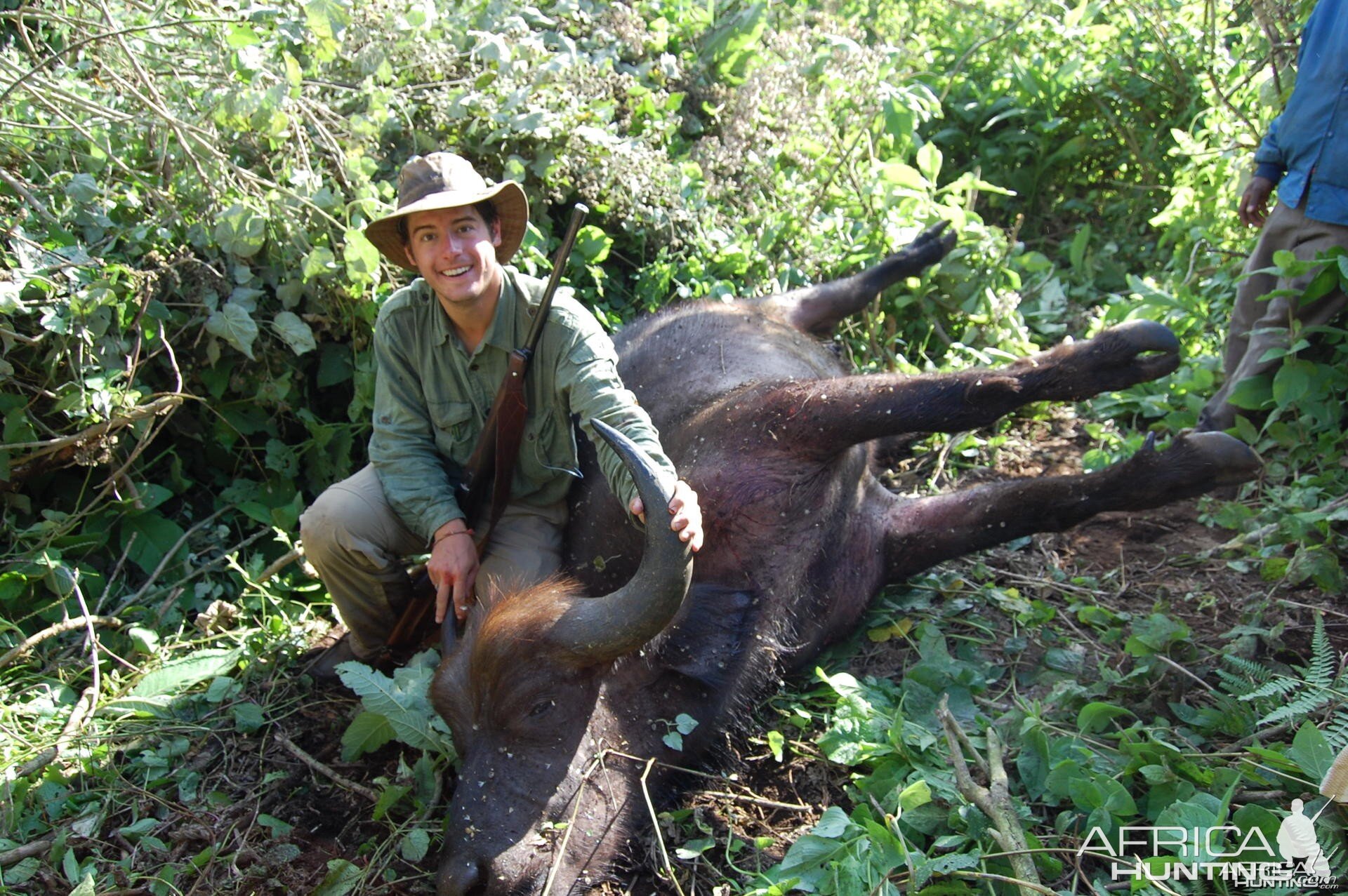 Buffalo Tanzania