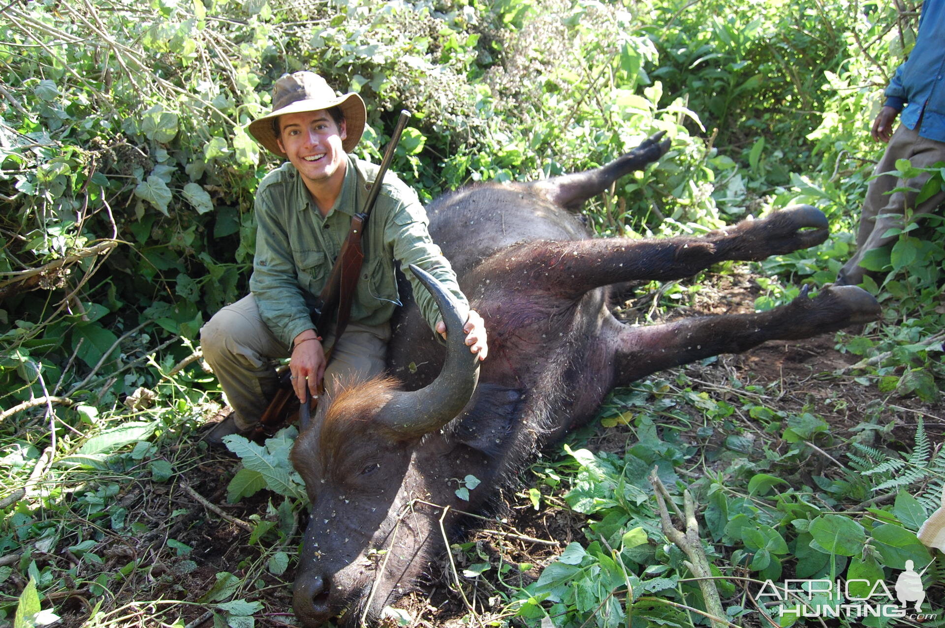 Buffalo Tanzania