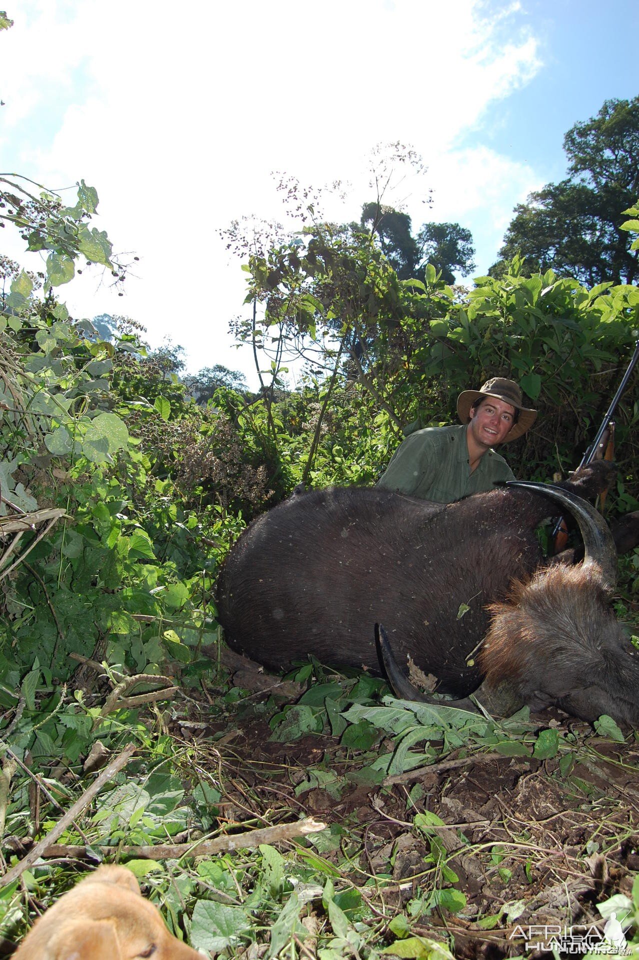 Buffalo Tanzania