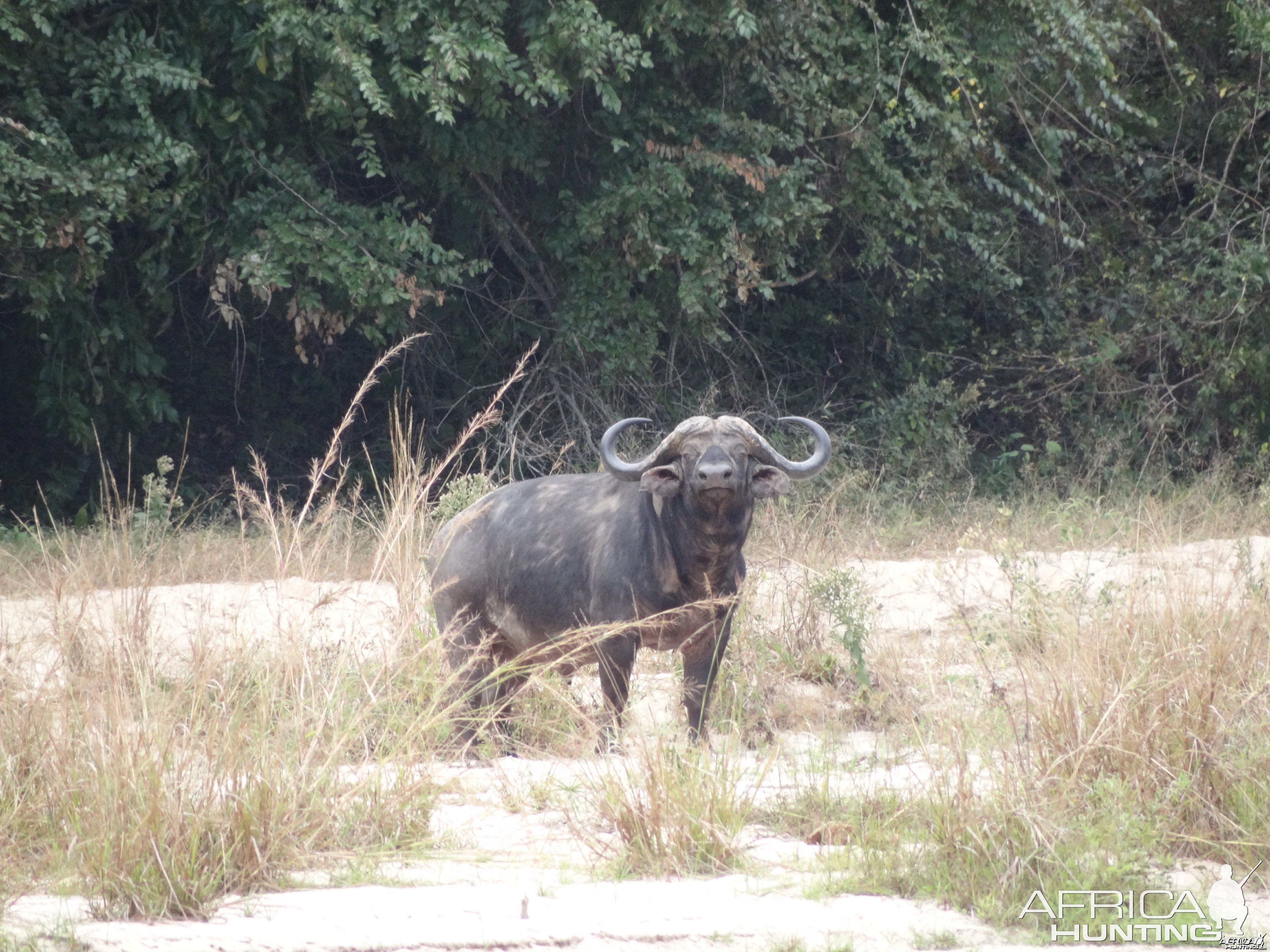 Buffalo Tanzania