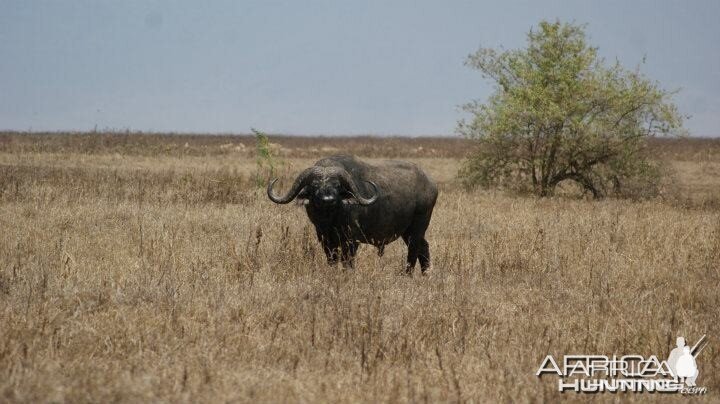 Buffalo Tanzania