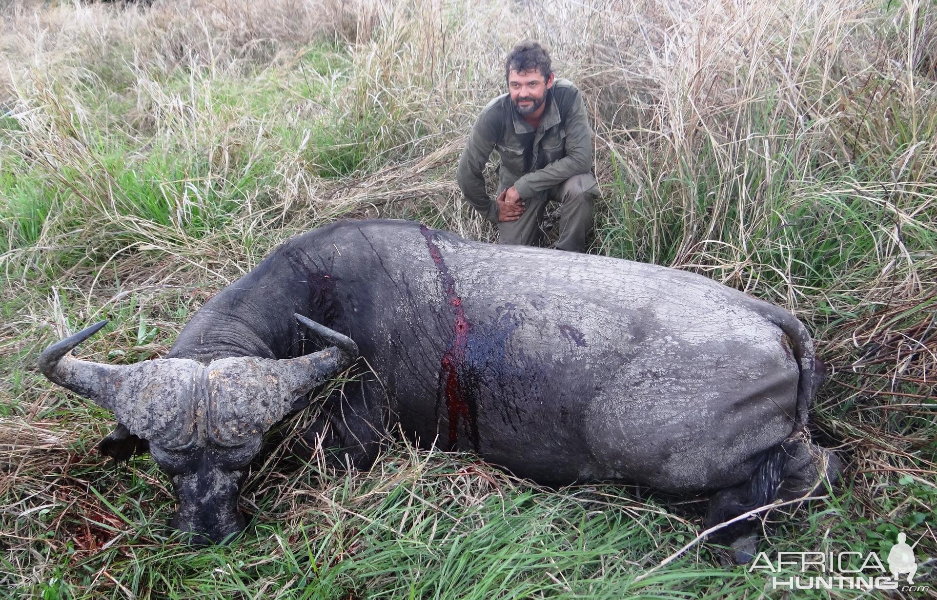 Buffalo Tanzania