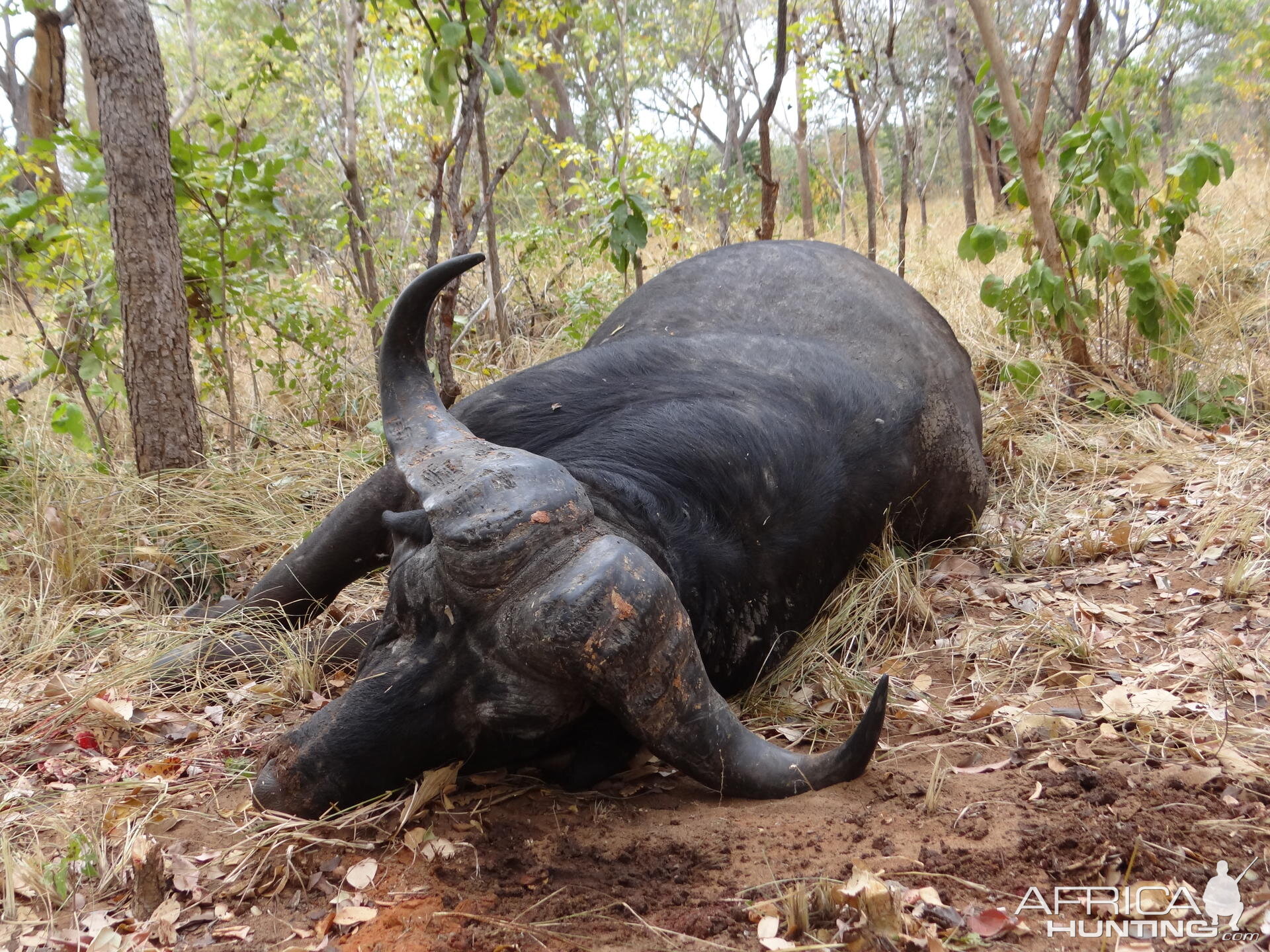 Buffalo Tanzania