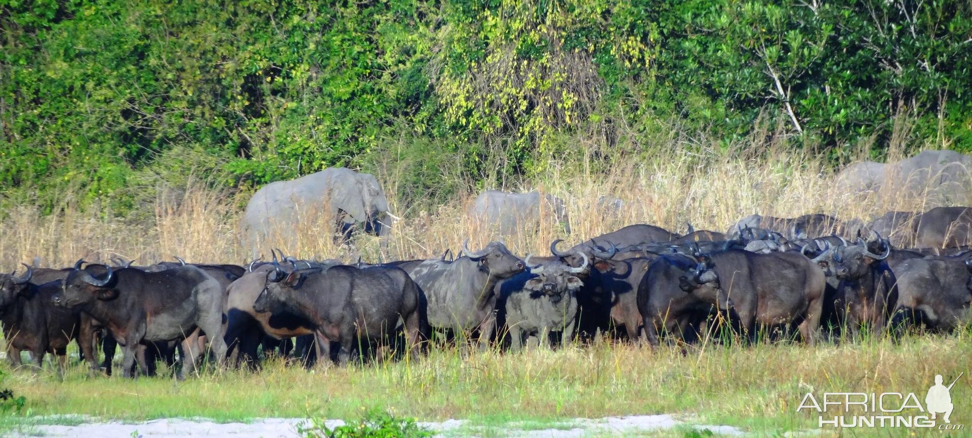 Buffalo Tanzania