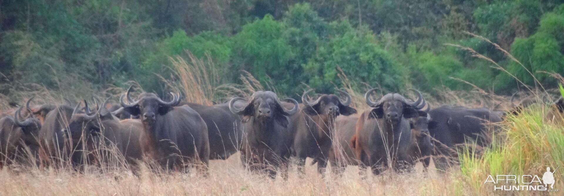 Buffalo Tanzania