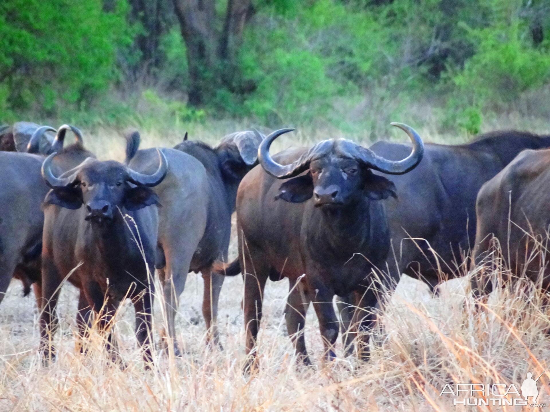 Buffalo Tanzania