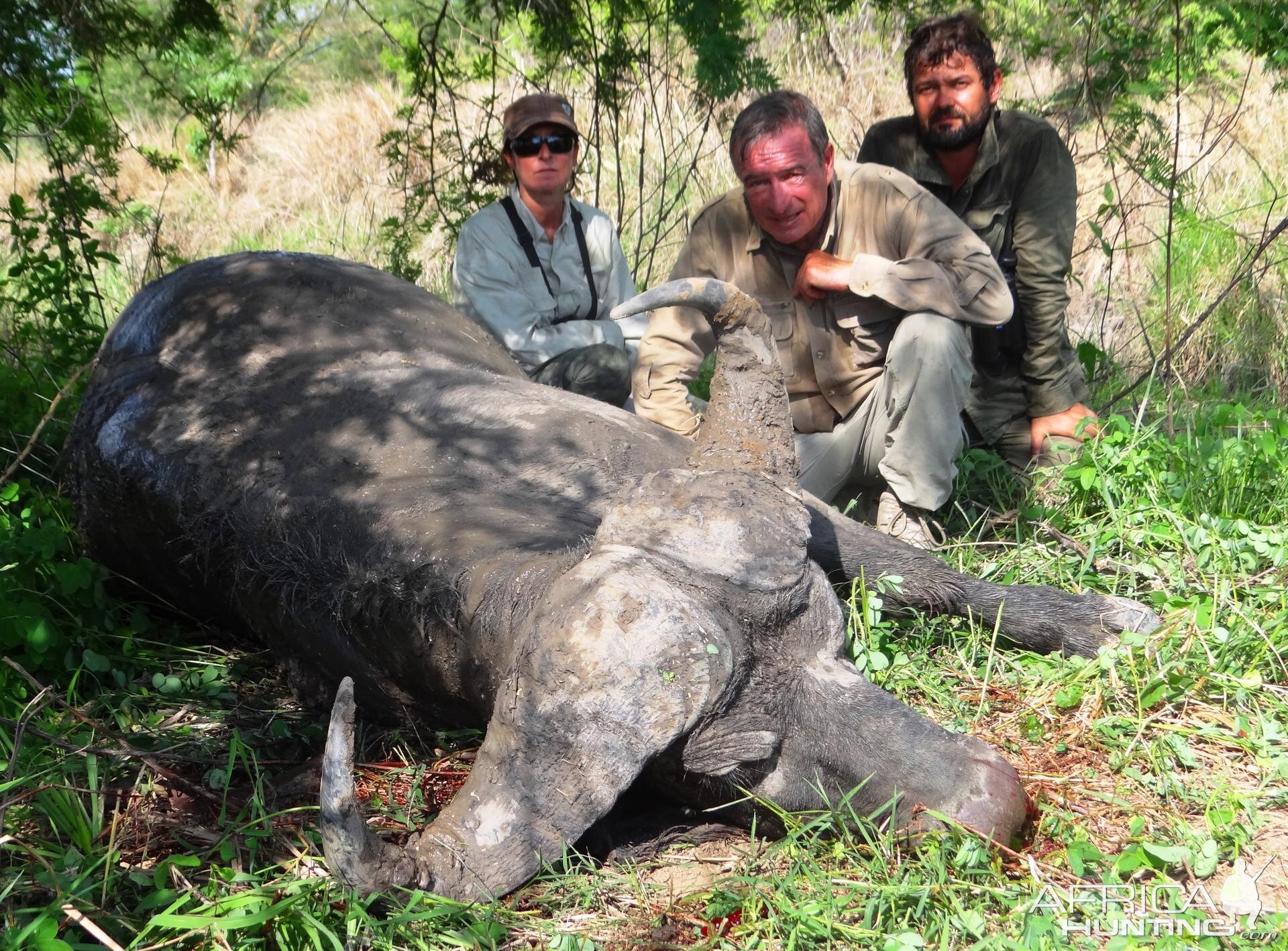 Buffalo Tanzania