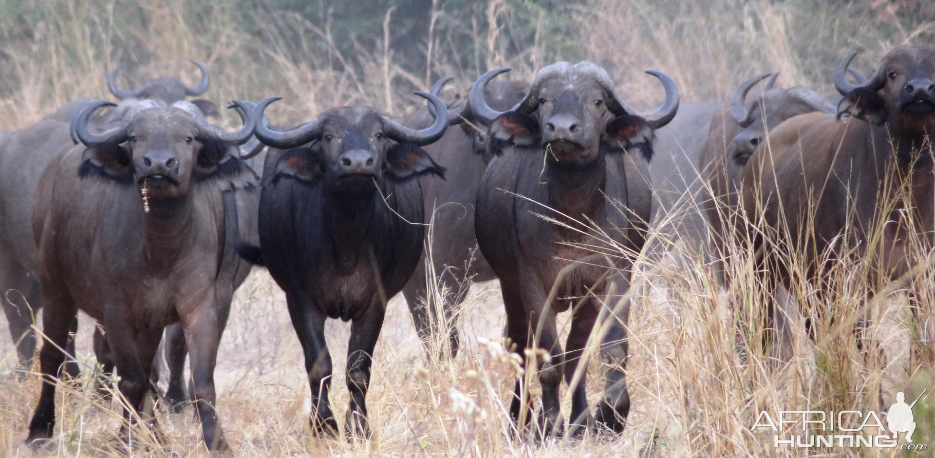 Buffalo Tanzania