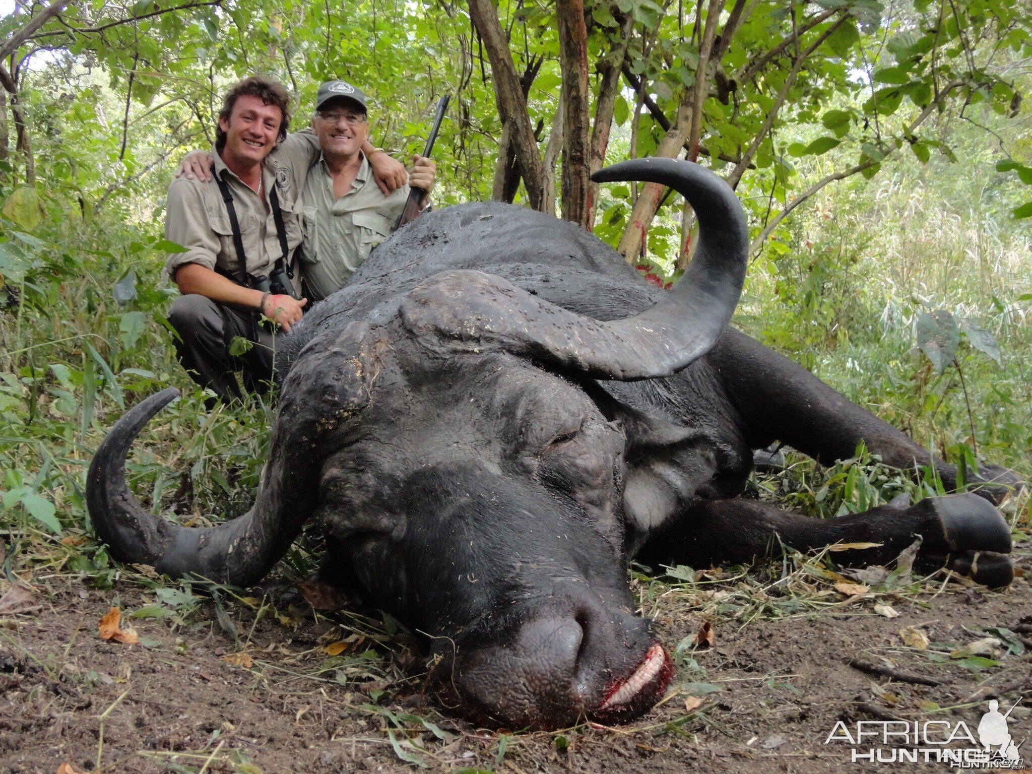 Buffalo Tanzania