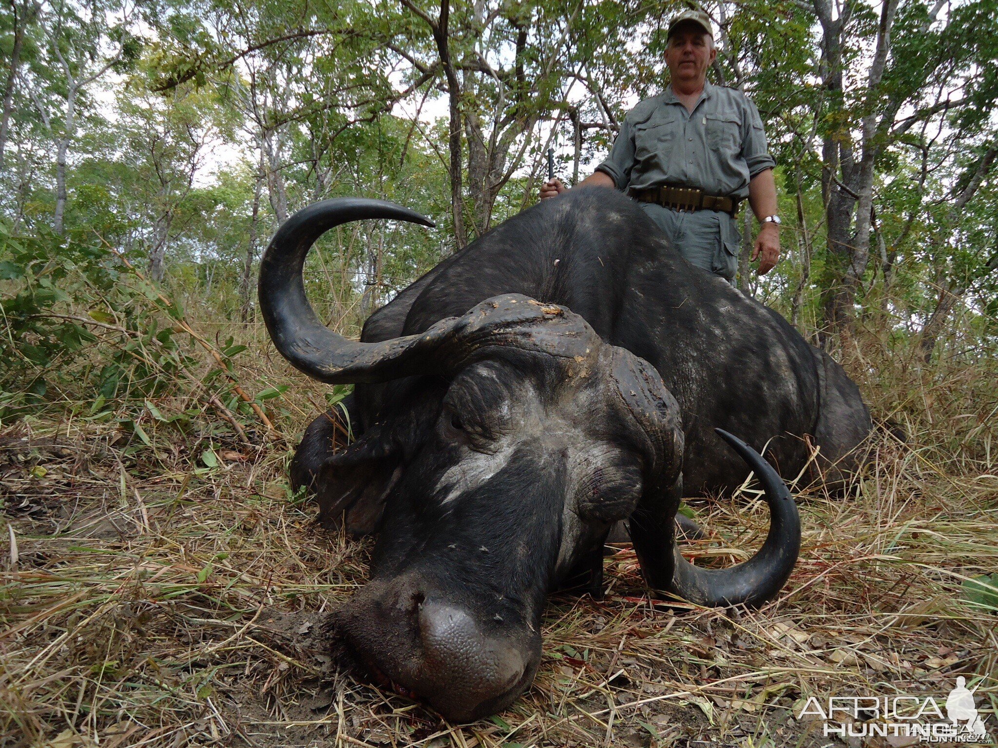 Buffalo Tanzania