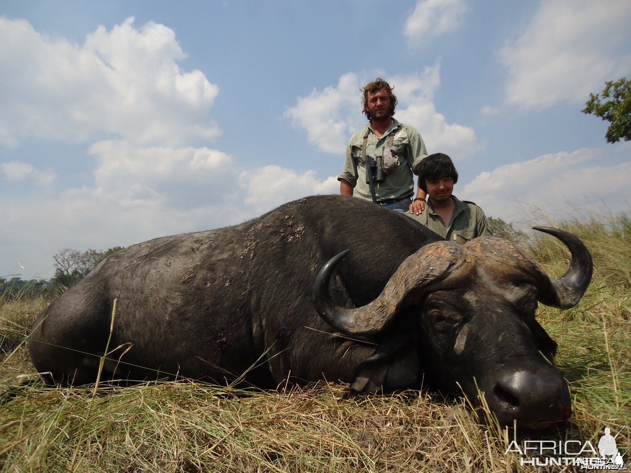 Buffalo Tanzania