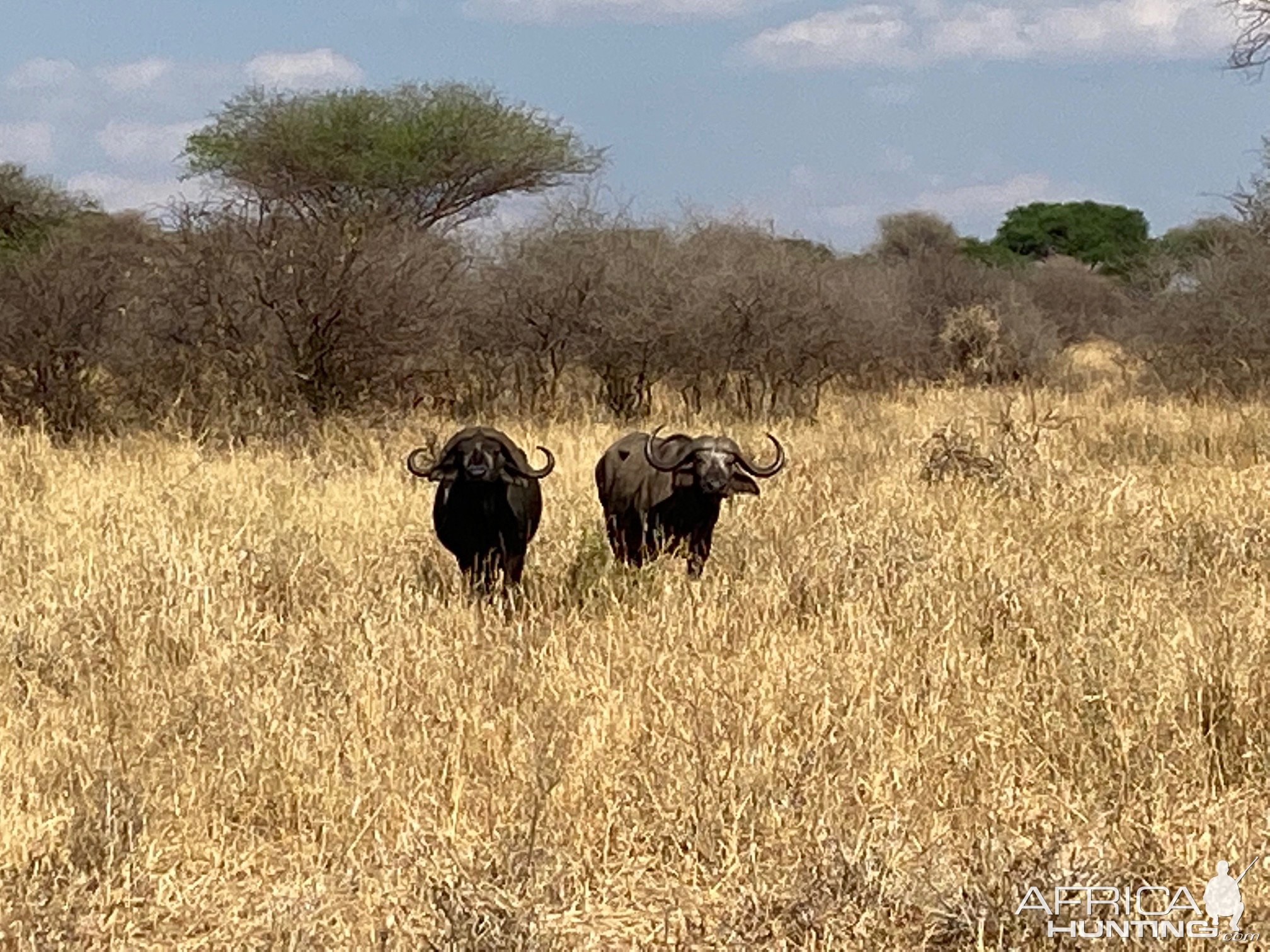 Buffalo Tarangire National Park Tanzania