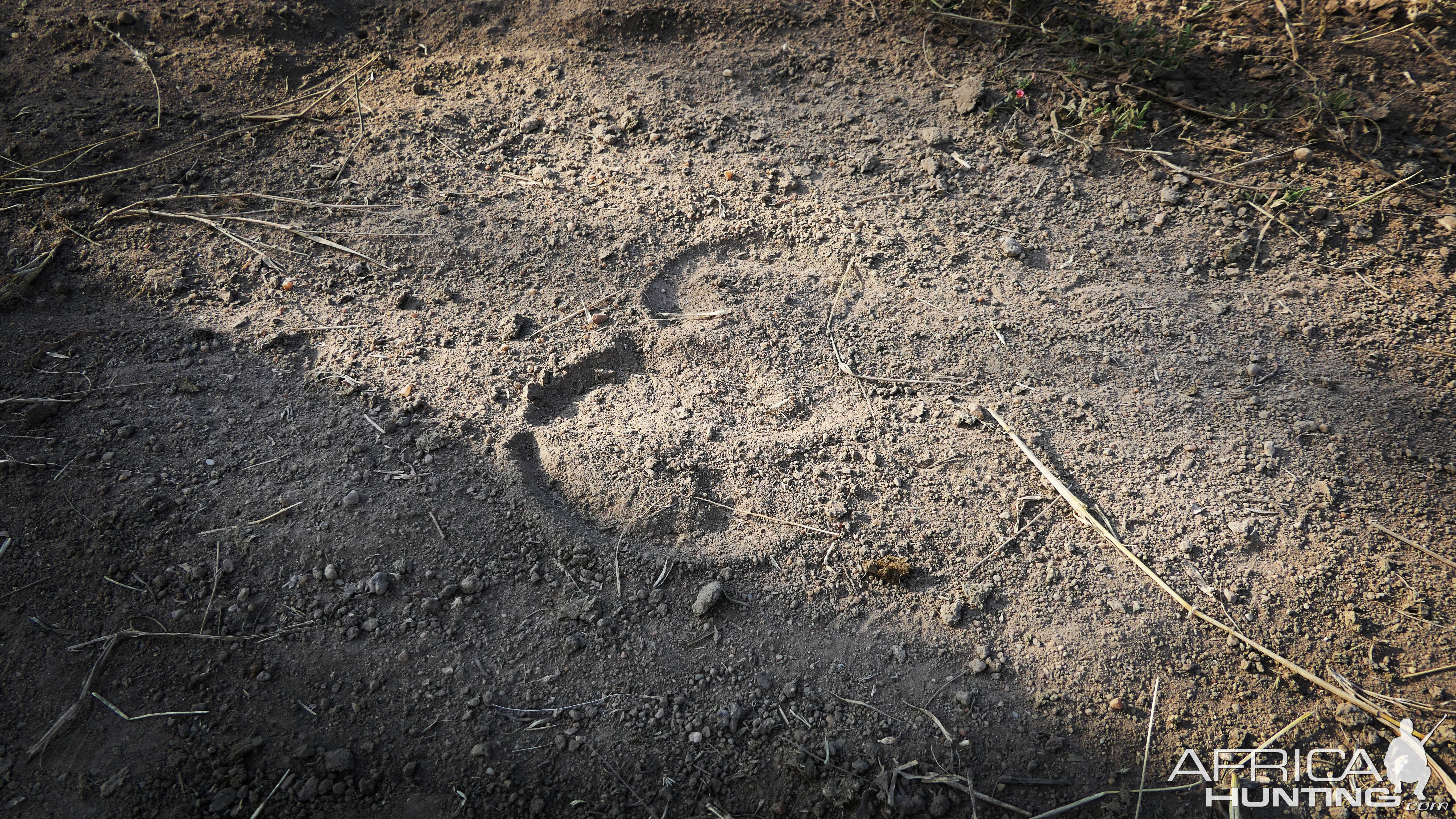 Buffalo Tracks  South Africa