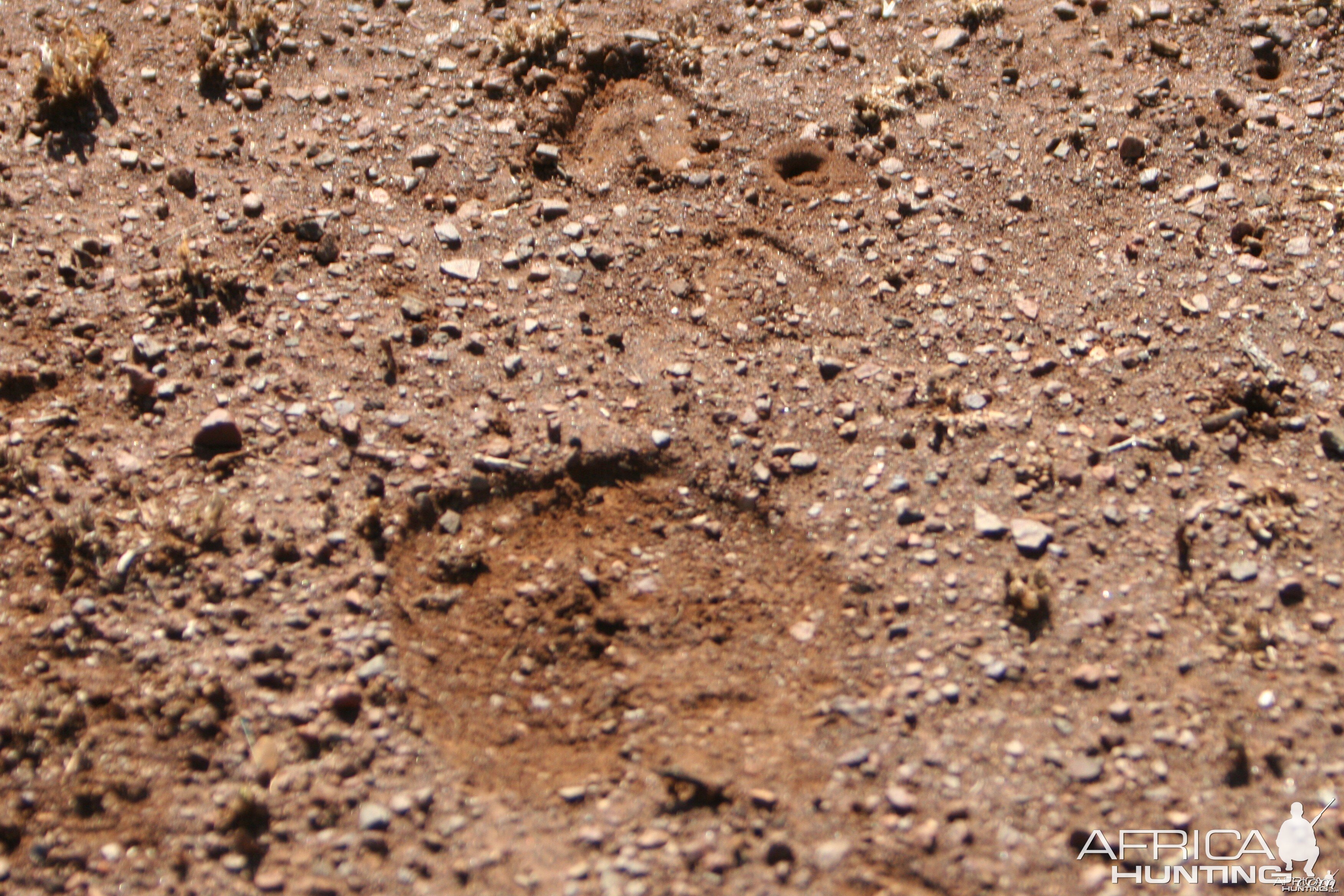 Buffalo  Tracks