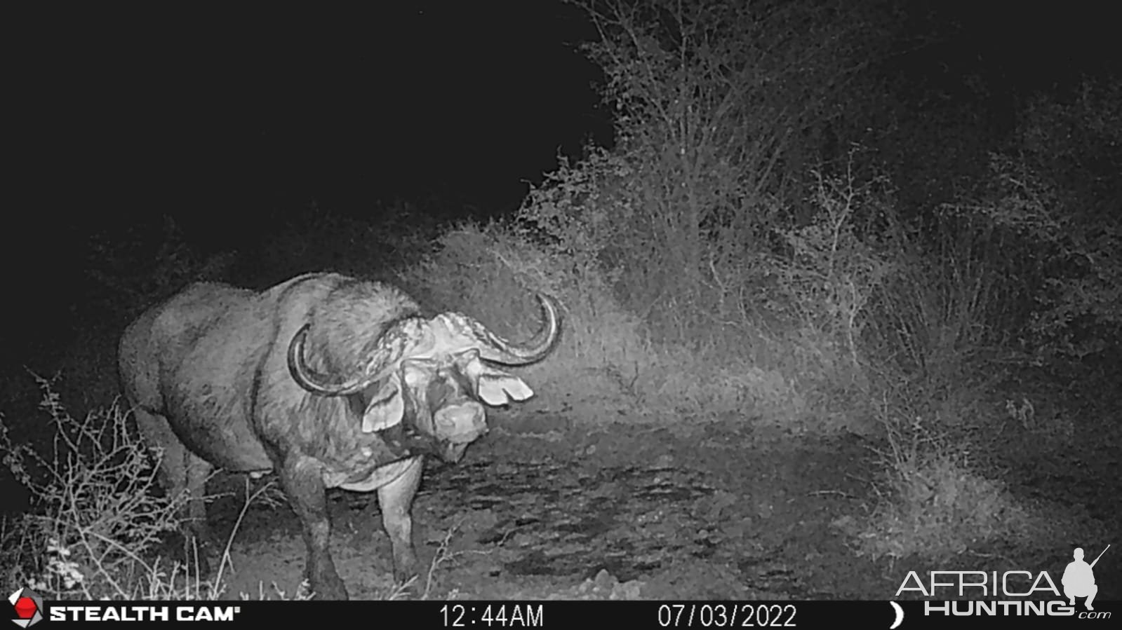 Buffalo Trail Camera South Africa