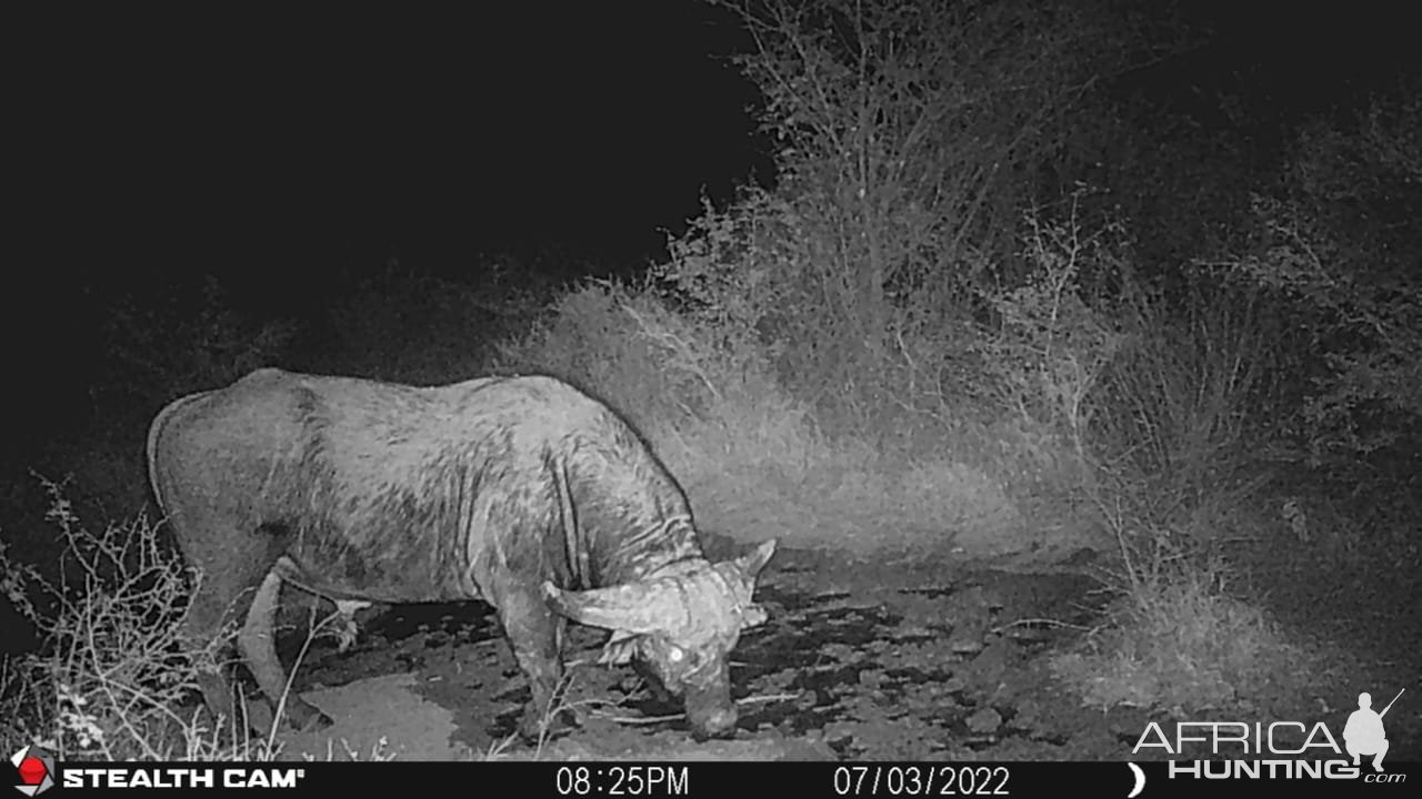 Buffalo Trail Camera South Africa