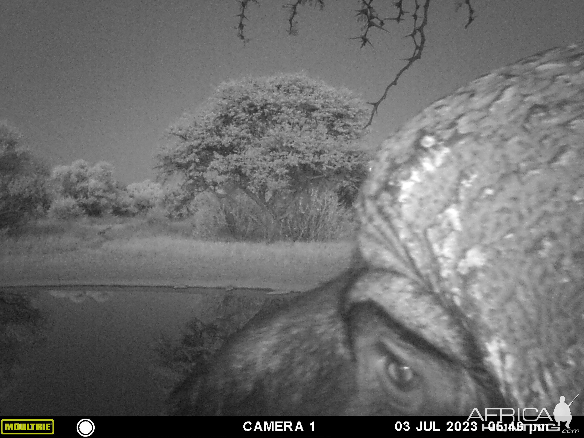 Buffalo Trail Camera