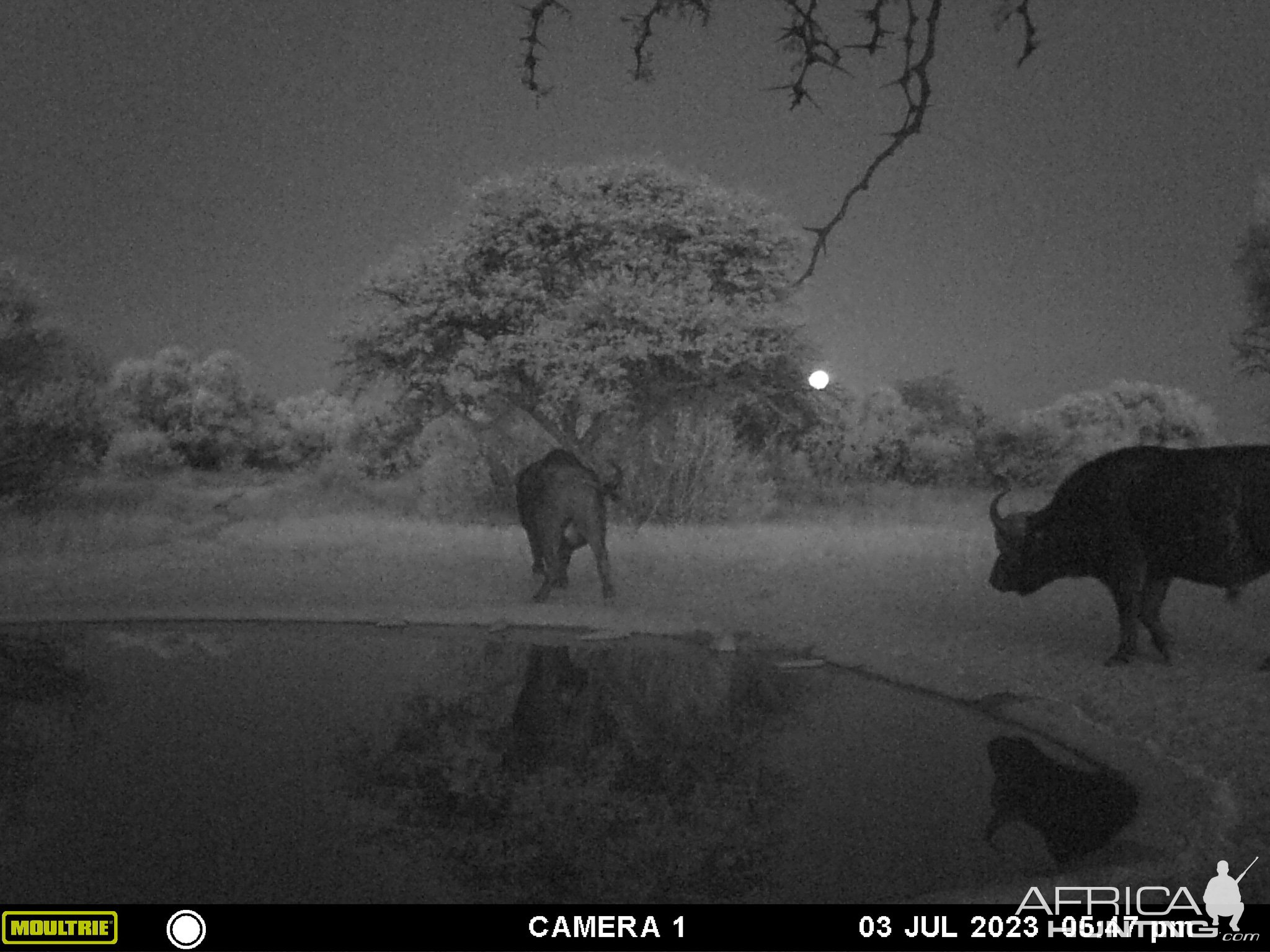 Buffalo Trail Camera