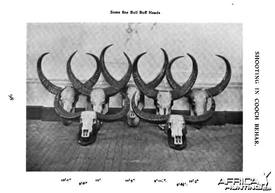 Buffalo Trophies