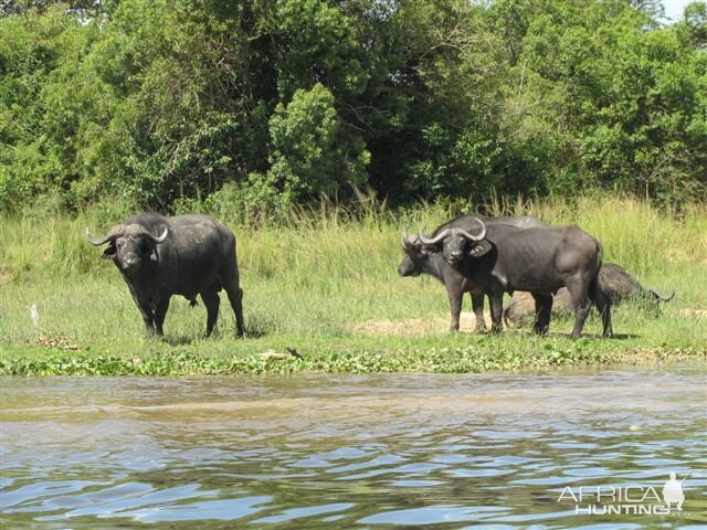 Buffalo Uganda