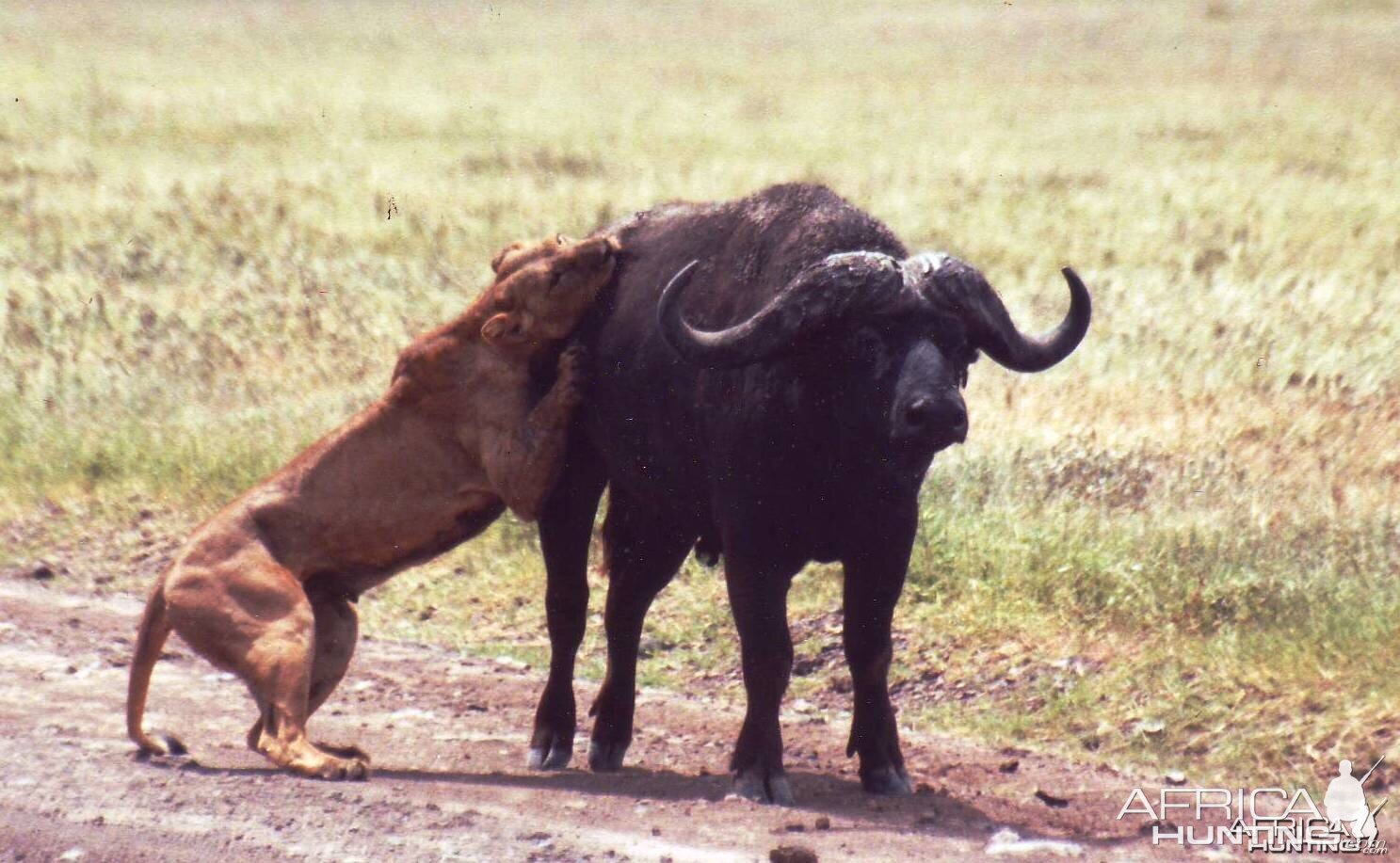 buffalo vs lion