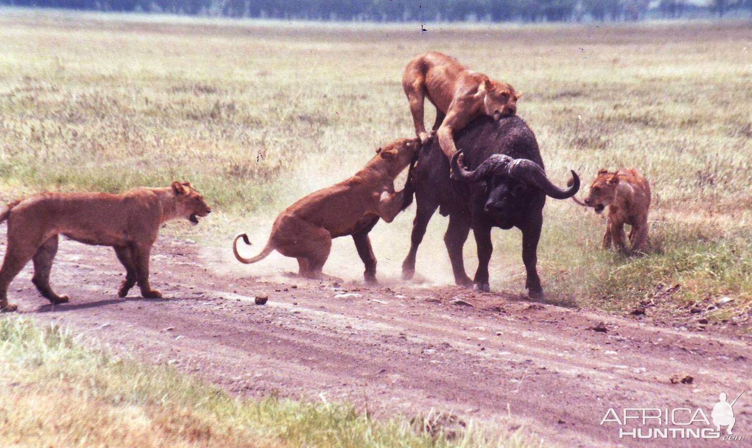 buffalo vs lions