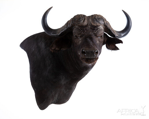 Buffalo Wall Mount Taxidermy