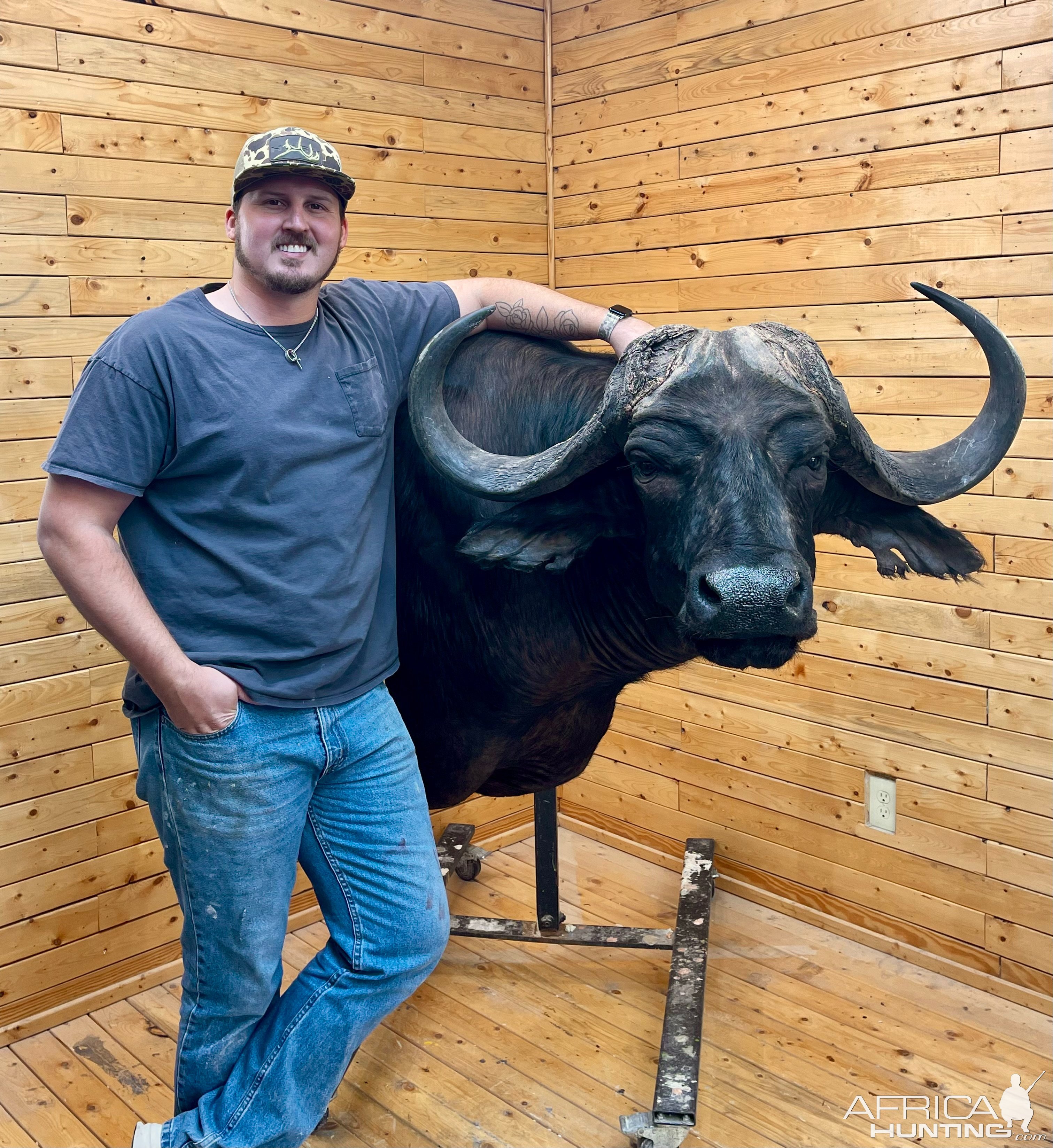 Buffalo Wall Pedestal Mount Taxidermy