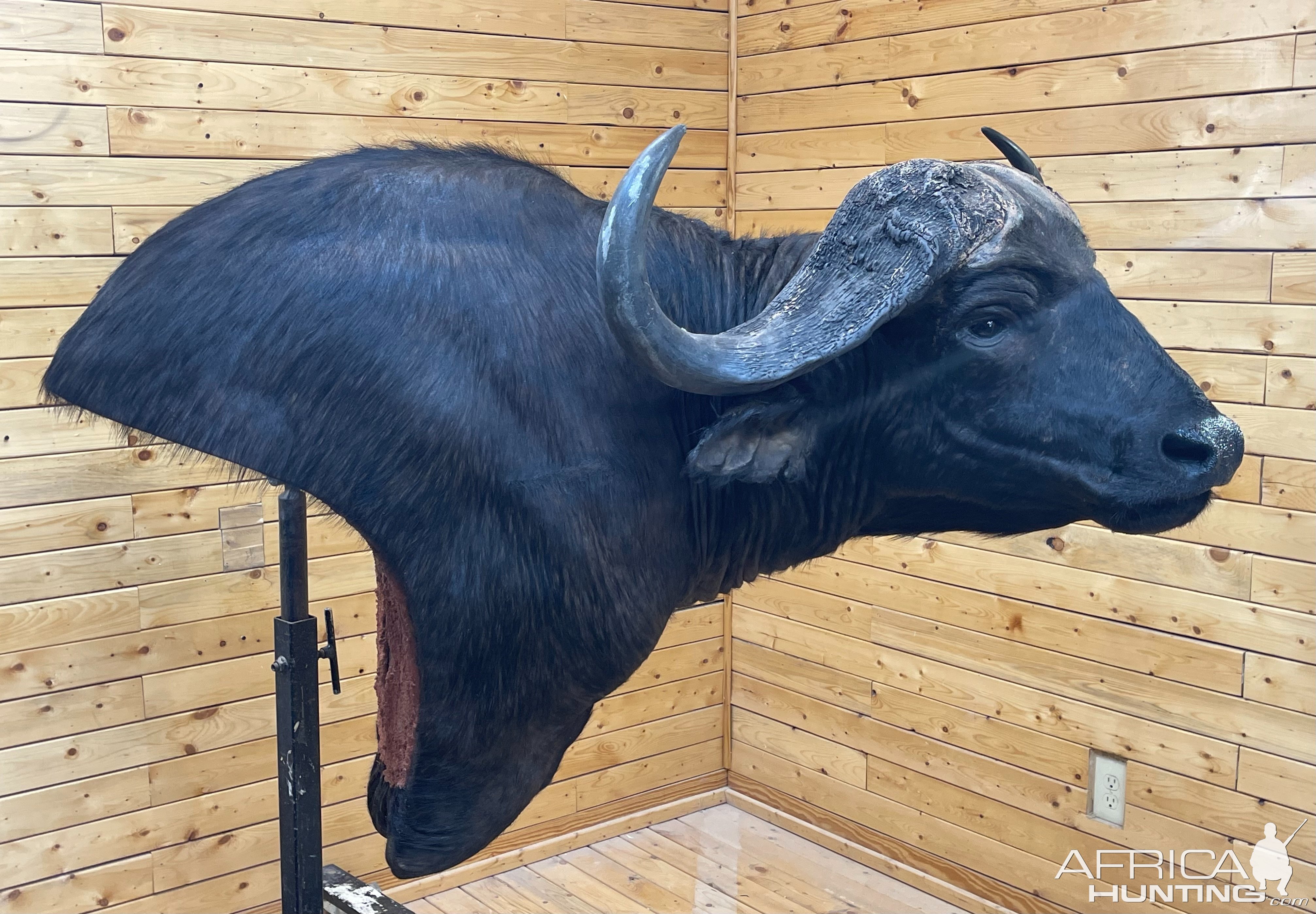 Buffalo Wall Pedestal Mount Taxidermy