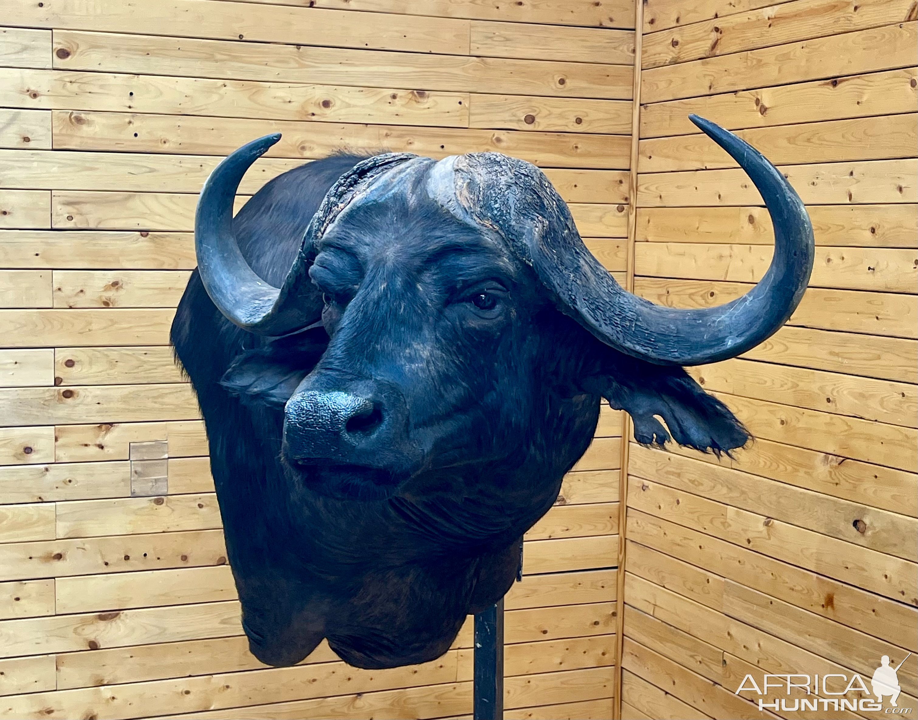 Buffalo Wall Pedestal Mount Taxidermy